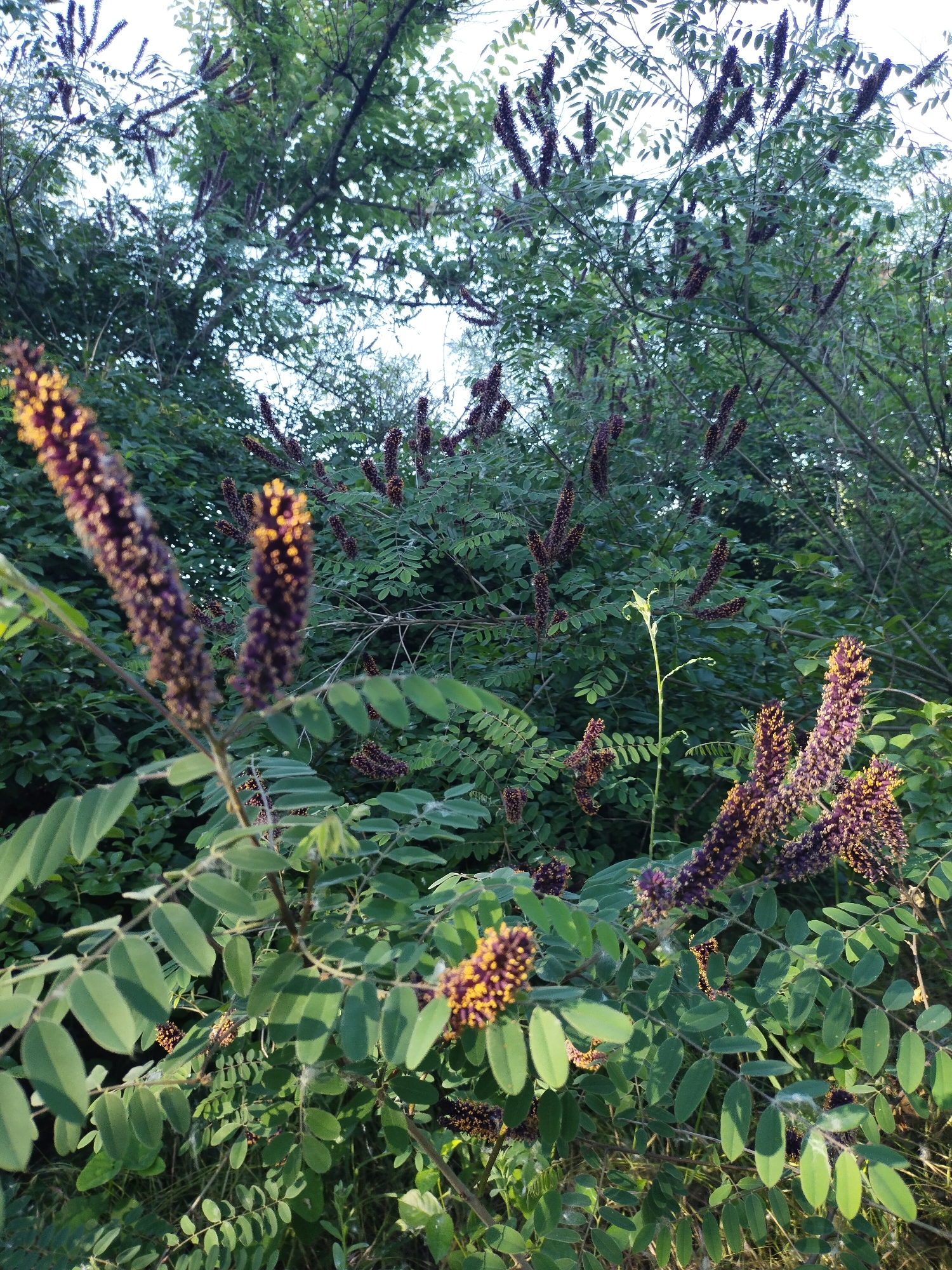 The image shows a close-up view of a plant with elongated, dark purple flower spikes, some of which have yellow tips. The plant has numerous oval-shaped green leaves arranged in compound clusters. The background is filled with more of the same plant and other dense green foliage, suggesting an outdoor setting. The lighting indicates it is daytime, possibly late afternoon given the warm tones on the flower tips. There are no people, animals, or man-made structures visible in the image. The scene appears to be a natural environment within the city of Horishni Plavni, Ukraine, likely a park, garden, or roadside vegetation.
