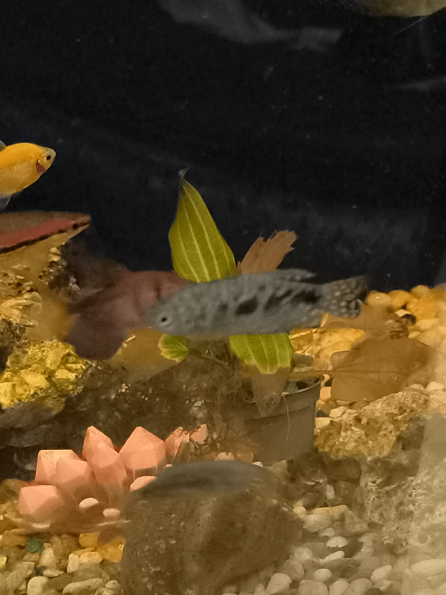 The image depicts an aquarium with several fish and decorative elements. In the foreground, a gray fish with dark spots swims past a collection of pink, crystal-like decorations. Behind it, a reddish object, possibly another fish or decoration, is visible. To the left, a bright yellow fish is partially visible. The aquarium contains small, light-colored pebbles at the bottom and several artificial plants with green and brown leaves. The background is dark and out of focus. The image was taken in Klaipėda, Lithuania.