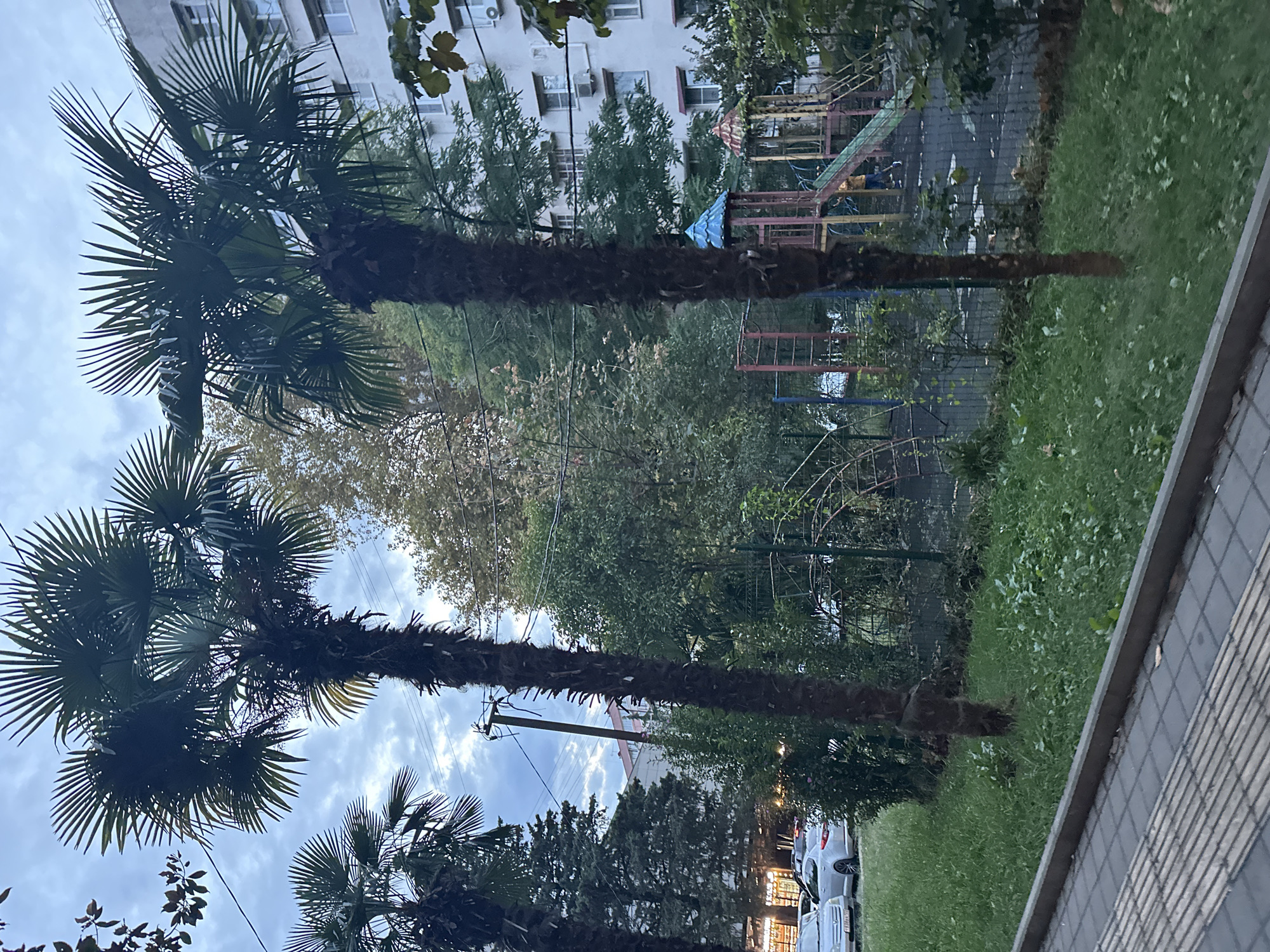 The image depicts an outdoor scene in Sochi, Russia, likely in a residential or public area. In the foreground, a paved walkway with tactile paving is visible, bordered by a strip of green grass. Two prominent palm trees dominate the midground, their fronds reaching towards a cloudy sky. Behind the trees, a fenced-off playground area with colorful slides and climbing structures can be seen. A modern apartment building with multiple windows and balconies stands in the background, suggesting an urban or semi-urban setting. Several cars are parked on the street or in a parking lot to the left of the frame. The overall atmosphere appears to be overcast and potentially humid, characteristic of Sochi's climate.