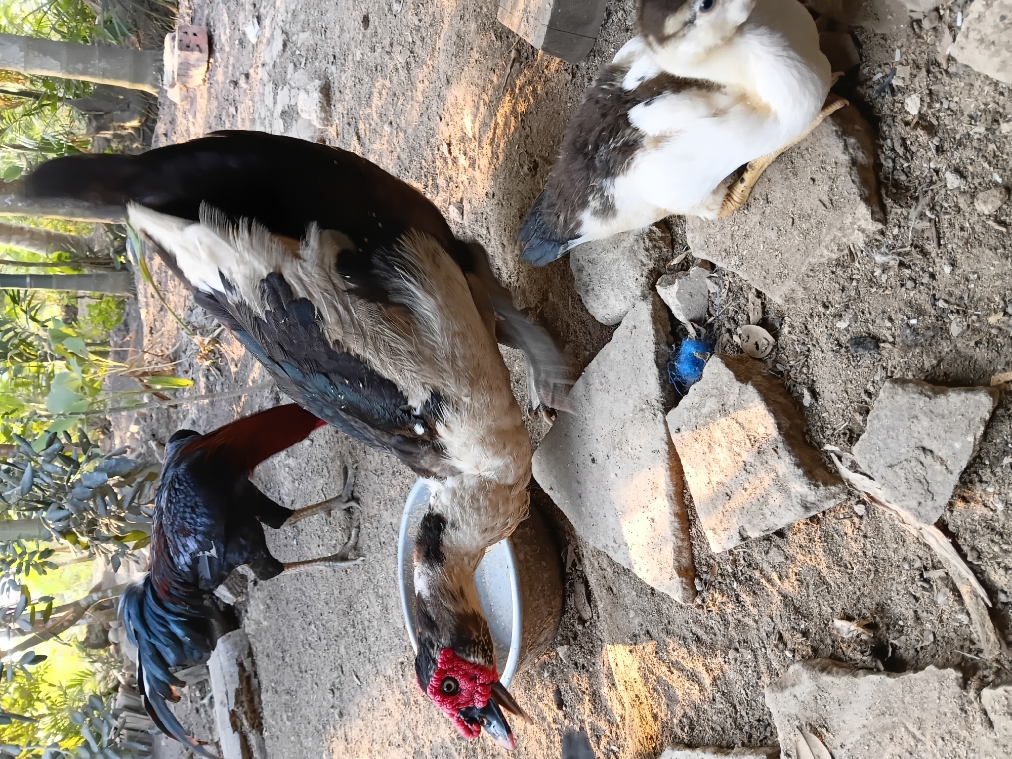 A Muscovy duck with a red, fleshy face is drinking from a shallow bowl of liquid on the ground in a yard. The duck has predominantly black and white plumage. To its right, a duckling with brown and white feathers is perched on a stone. In the background, a rooster with iridescent black and red feathers is pecking at the ground. The environment appears to be a rural or semi-rural area, possibly a backyard, with dirt ground, scattered stones, and vegetation including palm trees in the distance. The lighting suggests it is daytime, with sunlight casting shadows. The scene is located in Margo Rukun, Indonesia.