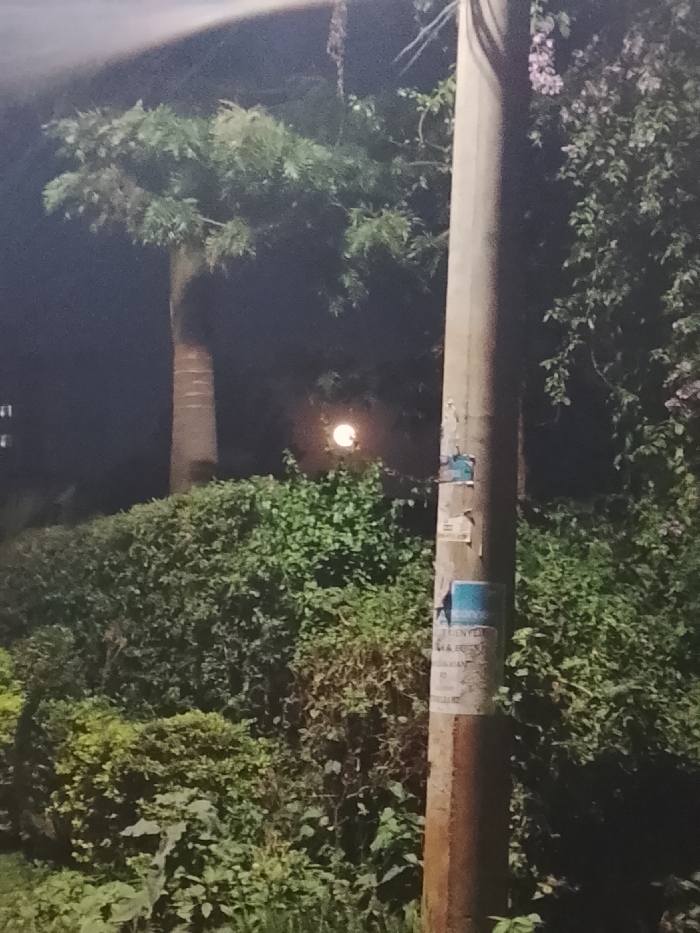 The image displays a nighttime outdoor scene located in Kiambu Township ward, Kenya. The foreground and right side are dominated by a vertical, light brown utility pole with multiple light-toned flyers affixed, some showing partial text including "KENYA." Across the midground, a dense, verdant expanse of shrubs and foliage is present. In the background, positioned to the left, stands a tall tree with a visible trunk and dark green canopy. A distinct, bright, circular yellowish-white light source is visible through the background foliage, situated towards the left-center. The sky is dark, indicating a nighttime setting. No individuals or discernible actions are present. Ambient lighting is low, with the scene partially illuminated by the distant light source.