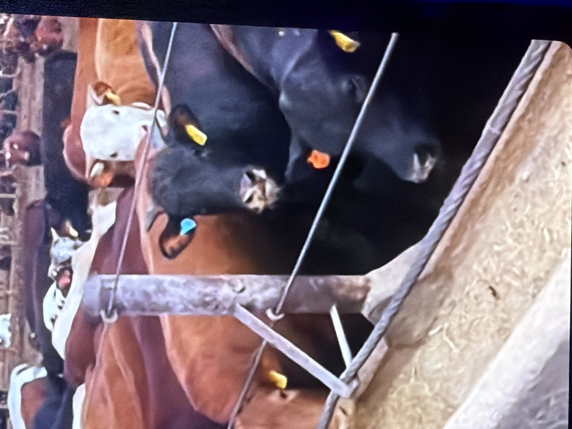 The image shows a close-up view of several cattle inside a pen, possibly at a livestock market or farm. The cattle are of various colors, including black, brown, and white. Some of the cattle have ear tags, which are bright yellow and orange. The pen appears to be constructed of metal bars and wires, with a trough of feed visible at the bottom of the frame. The lighting is somewhat dim, suggesting it might be indoors or during twilight. The image does not contain any information about the city of Bukuru, Nigeria.