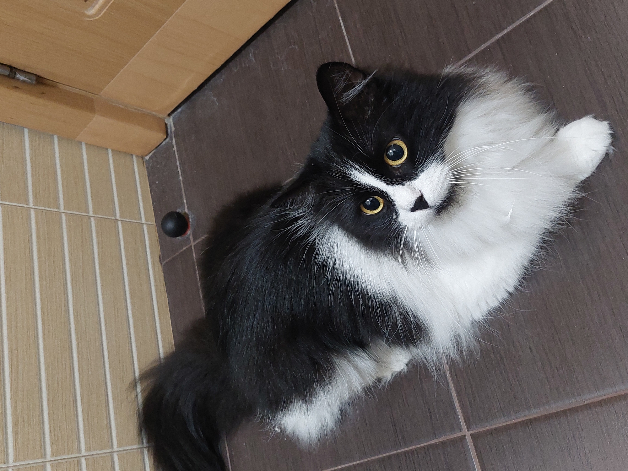 A medium-shot, high-angle view reveals a long-haired black and white cat lying on a tiled floor. The cat's face is turned upwards towards the camera, displaying its yellow eyes and black nose. The cat's fur is predominantly black on its back and flanks, while its chest and paws are white. A wooden doorframe is visible in the upper left corner of the frame. A small, round black object, possibly a caster, is located near the doorframe on the floor. The tiles are dark brown and arranged in a grid pattern.
There is no indication of the location being in the city of Plovdiv, Bulgaria.