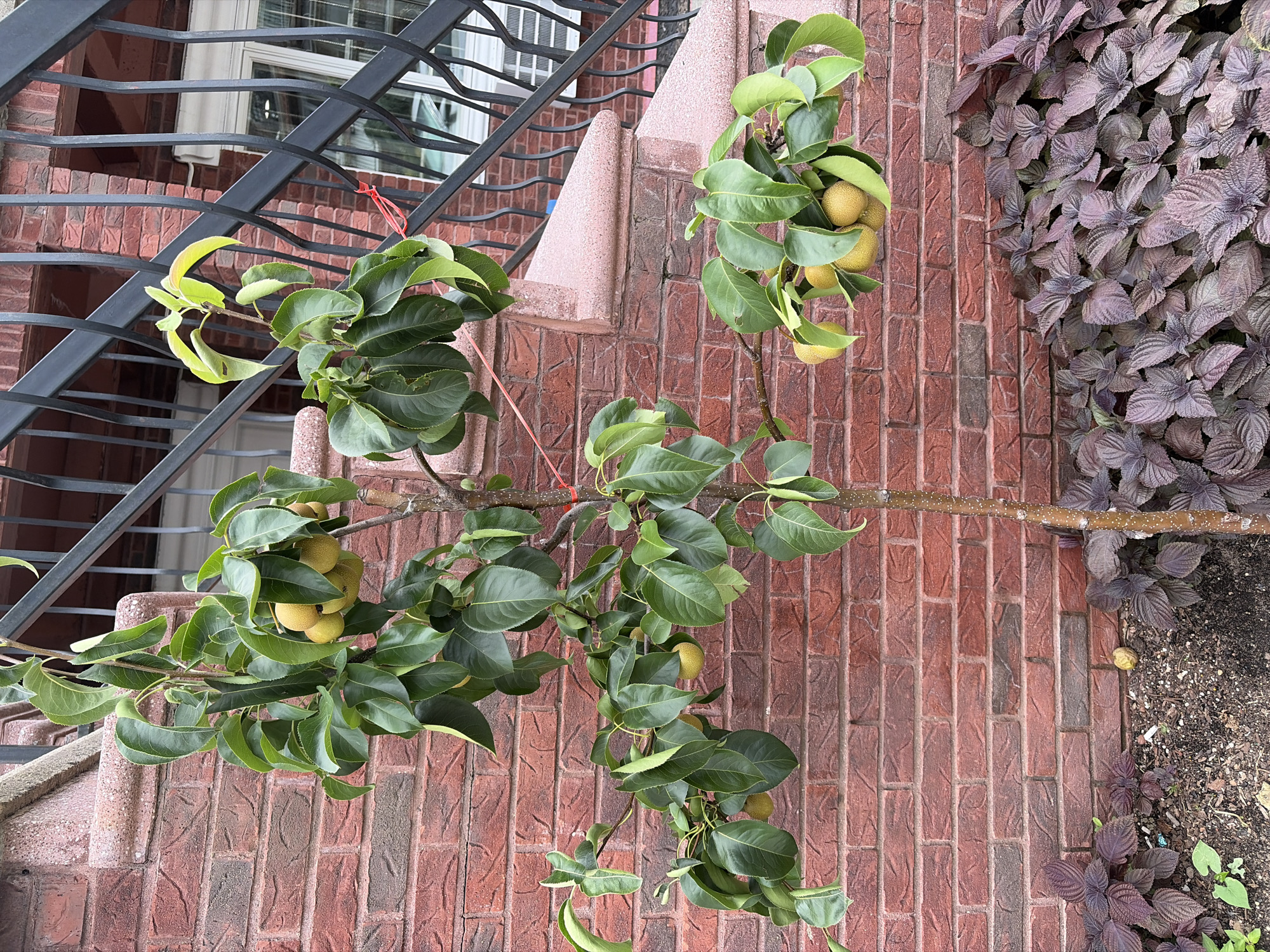 A small, young fruit tree, likely a pear tree due to the shape and color of the developing fruit, stands in front of a red brick wall. The tree has several branches laden with green leaves and clusters of round, yellow-green fruit. Red string is tied to some of the branches, possibly to support them or for plant care. In the foreground, a dense bed of dark purple, leafy plants, possibly a type of basil or perilla, grows. Behind the tree and to the right, a set of concrete stairs with a black metal railing leads upwards. The scene appears to be outdoors, in an urban setting, possibly a residential area in New York City, United States of America, given the style of the architecture and the presence of an air conditioning unit visible through the railing. The lighting suggests it is daytime, with diffuse light indicating overcast conditions or shade.