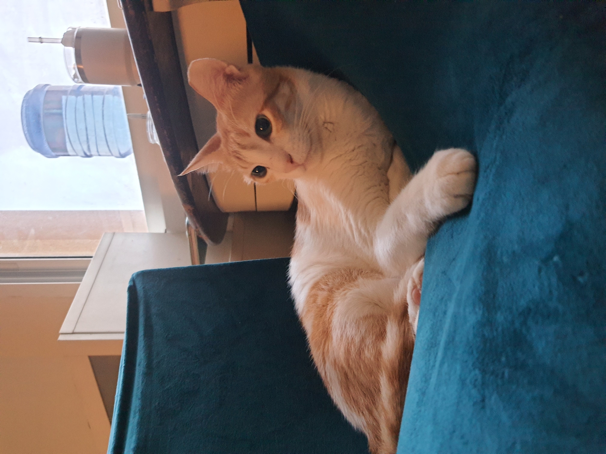 An orange and white cat is resting on a teal armchair in a room. The cat is facing to the right with its head slightly tilted. In the background, a window is visible with a large water jug and a thermos on the sill. The room appears to be indoors and dimly lit. The location is Al Rawdah Al Sharqiyah, United Arab Emirates.