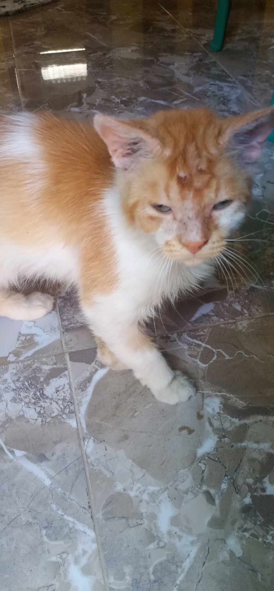 An orange and white cat is lying on a marbled floor. The cat has green eyes and is looking to the right. Its fur is short and fluffy, and it has white paws. The floor is made of light brown and white tiles. There is a reflection of a window on the floor in the upper left corner of the image. A green chair leg is visible in the upper right corner. The image is taken from a slightly elevated angle. This scene is likely a residential area in Gambarsari, Indonesia, possibly a living room or patio.