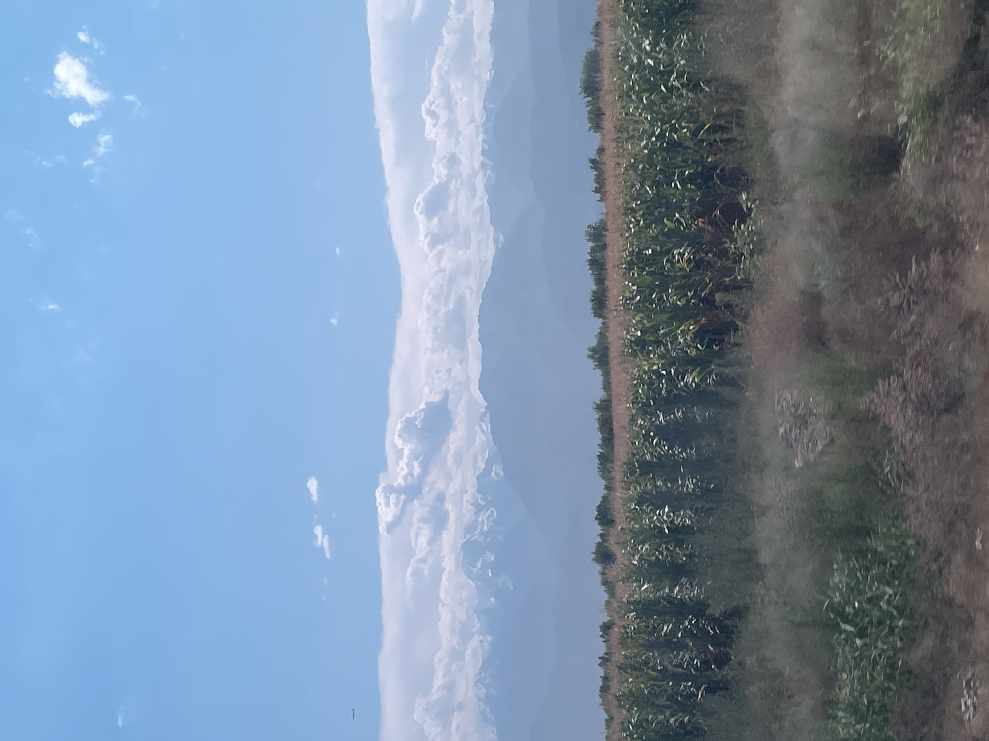 The image depicts a rural landscape under a clear blue sky with scattered white clouds. In the foreground, a dense field of green corn stalks stretches horizontally across the frame. Beyond the cornfield, a line of trees and shrubs is visible, and further in the distance, a range of majestic mountains with snow-capped peaks rises against the horizon. The overall impression is one of natural beauty and agricultural expanse, likely situated in a region with a temperate climate. The location is specified as Tonkeris, Kazakhstan.