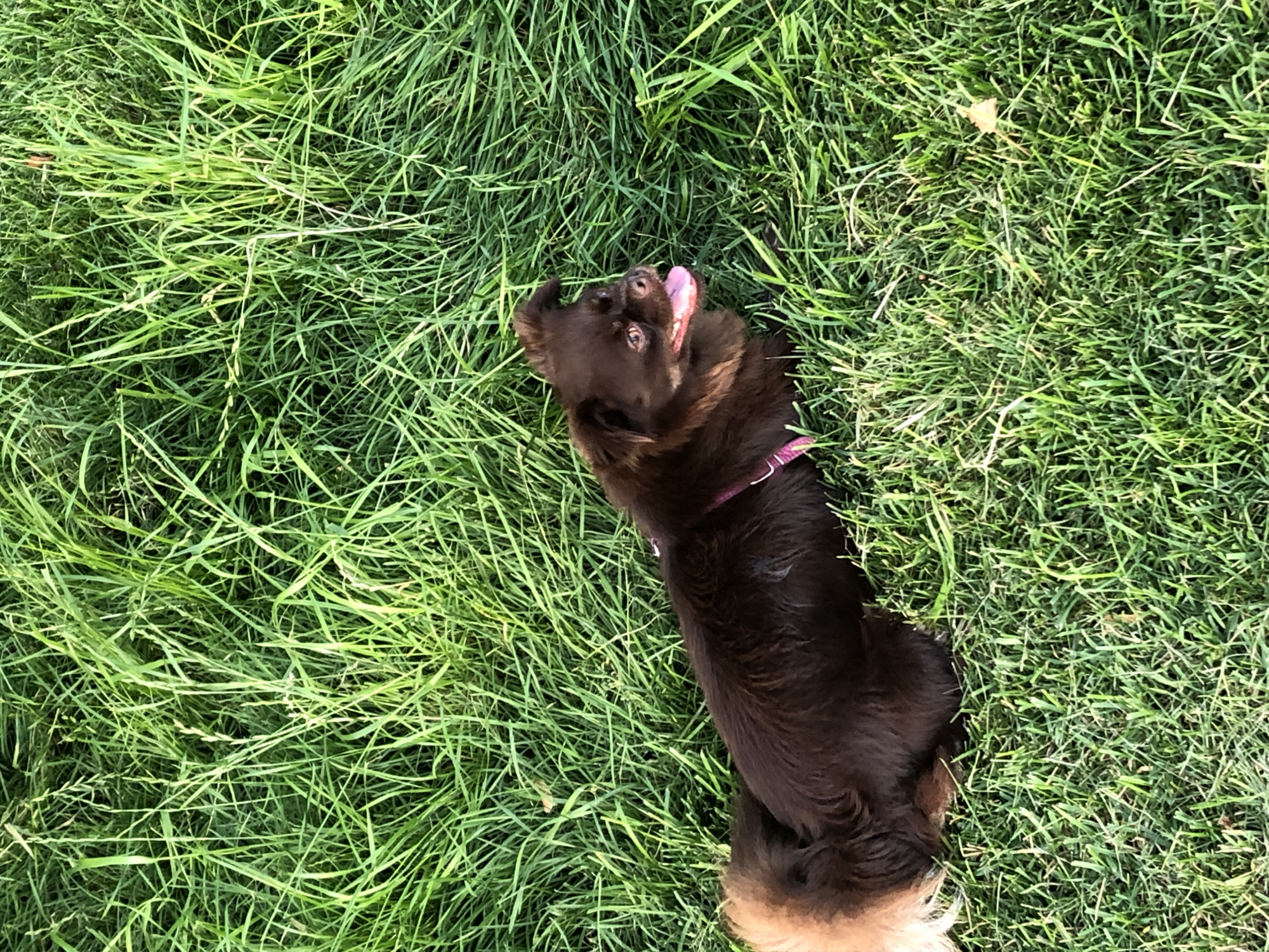 A medium shot captures a small, brown dog with long fur lying in lush green grass. The dog is positioned in the lower left quadrant of the frame, facing to the right with its mouth open and tongue visible, suggesting it might be panting or happy. A thin, pink collar is visible around its neck. The grass is tall and dense, with some blades appearing lighter green and others darker, indicating variations in light and shadow. The overall environment suggests an outdoor setting, likely a park or a yard, bathed in natural light. There are no discernible landmarks or specific features within the image that would allow for precise localization to Khimki, Russia, or any other specific city.