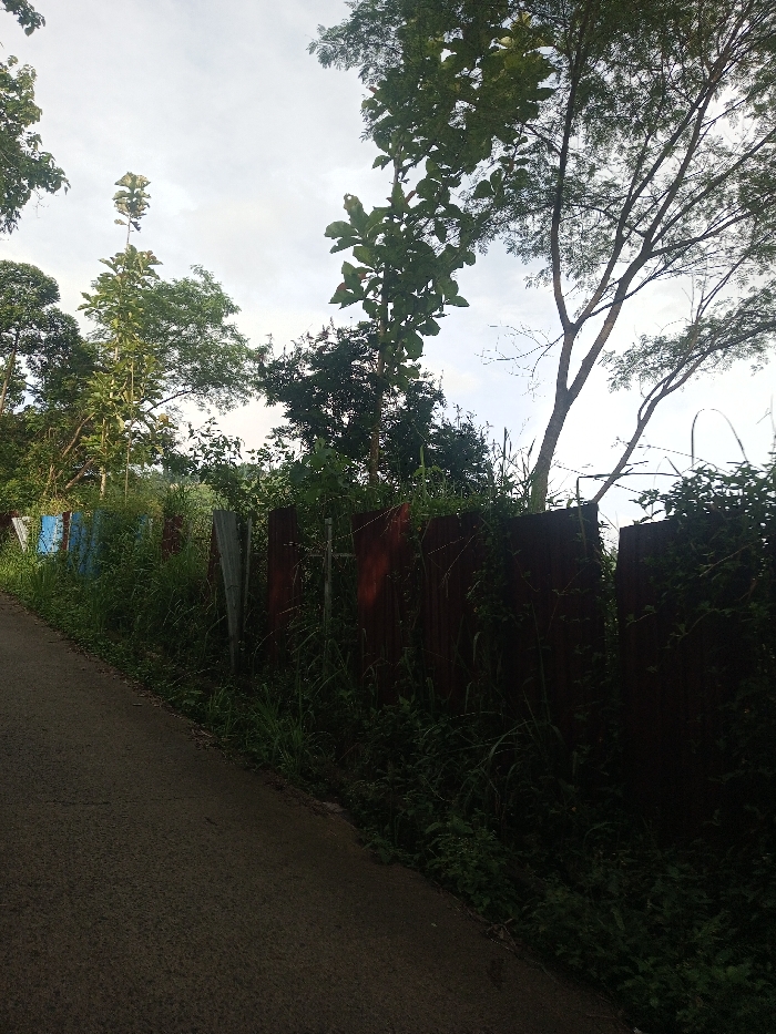 The image depicts a serene outdoor scene in Yusipang, Bhutan, showcasing a paved road alongside a dense line of vegetation and a makeshift fence under an overcast sky.
On the left side, a dark grey asphalt road or path slopes gently uphill from the foreground, extending into the mid-distance. The road appears somewhat worn, with visible cracks. To the right of the road, a barrier or fence is constructed from an assortment of corrugated metal sheets. These sheets vary in appearance, with some exhibiting a rusty, dark brown hue, others appearing silvery-grey, and a few towards the left displaying traces of faded blue paint. This fence is largely overgrown with lush, wild green grass and various plants that climb over and around the metal, creating a dense natural screen.
Beyond the fence and immediate undergrowth, numerous trees rise, forming a natural backdrop. Prominent among them are tall trees with large, green leaves, interspersed with other trees featuring finer branches and lighter foliage, all contributing to a verdant landscape. The upper portion of the image reveals a bright, uniformly light grey or white sky, indicating an overcast or hazy daytime condition, as no direct sunlight is visible.
There are no people or animals in the image, and no specific activity or event is taking place. The scene evokes a quiet, possibly rural or semi-rural setting. No text is visible in the image.