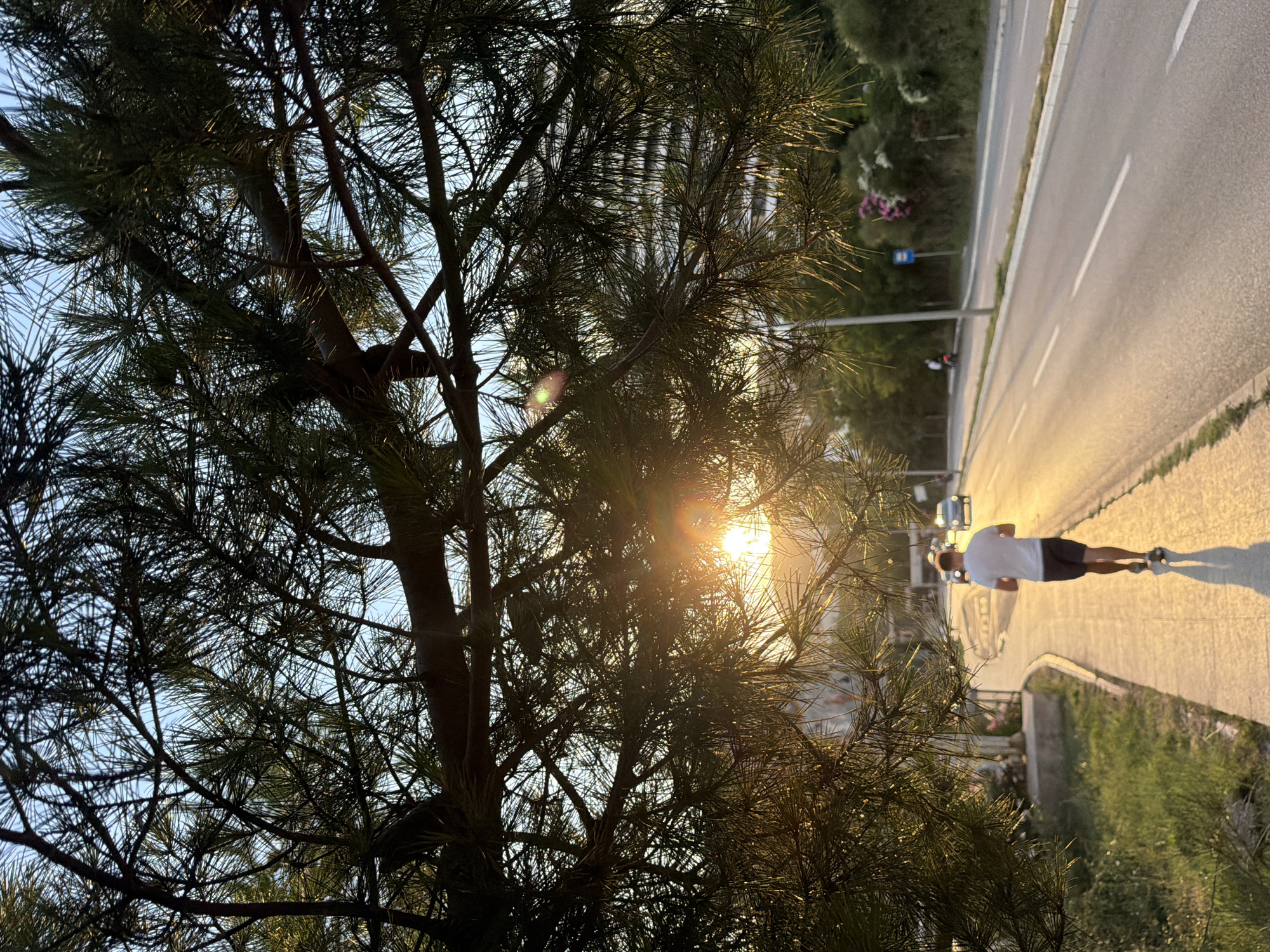 A man is running on a paved path next to a road at sunset. The sun is low in the sky, casting long shadows and a warm glow on the scene. Pine needles from a tree in the foreground obscure part of the view, with the sun's rays filtering through them. The man is wearing a white t-shirt and dark shorts, and he is the only person visible in the frame. There are cars in the background on the road. The setting appears to be an urban or suburban area with greenery along the path and road. The lighting suggests it is late afternoon or early evening.