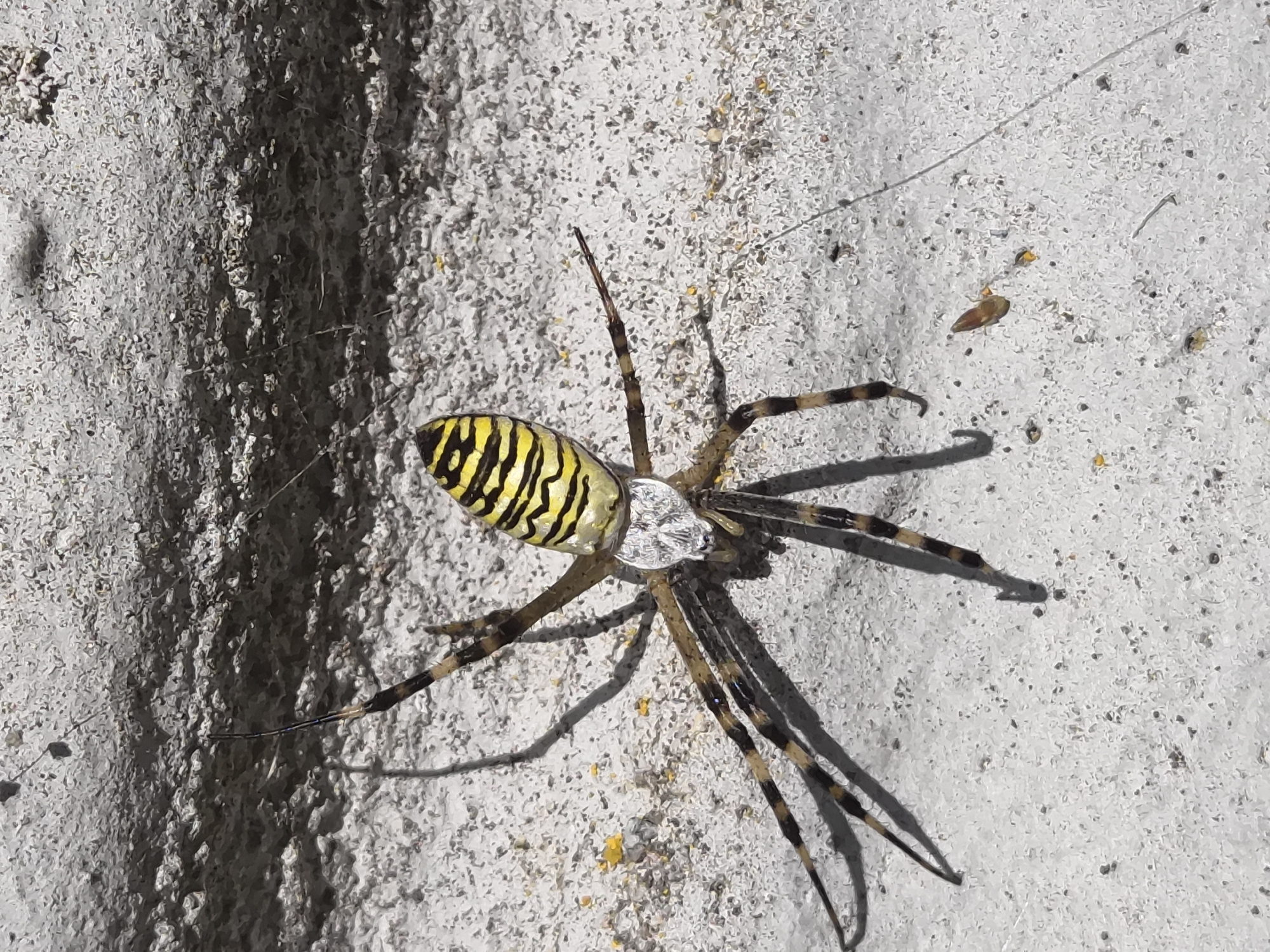 A close-up, overhead shot captures a yellow and black banded garden spider with eight legs extended, poised on a textured gray surface. The spider's abdomen is oval-shaped and prominently displays bold yellow and black stripes. Its cephalothorax is lighter in color, possibly white or silver, with visible eyes. Shadows of the spider's legs are cast on the surface, indicating a light source from above and to the right. The background is a rough, granular gray material, possibly concrete or stone, with some small dark particles and yellow specks scattered across its surface. A few strands of spider web are faintly visible. The overall scene suggests an outdoor environment, potentially a wall or ground surface in a natural or urban setting. No specific location in Краснадворскі сельскі Савет, Belarus, is identifiable from the image itself.