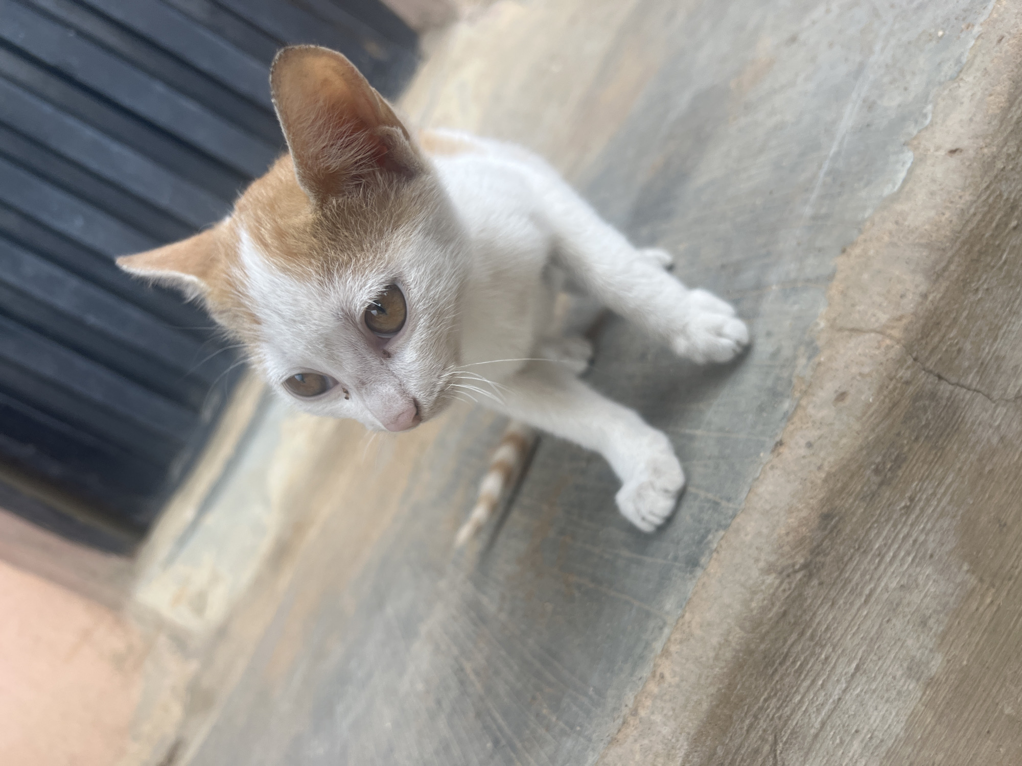A white and light brown kitten is captured from a high angle, looking upwards. The kitten is on a concrete surface with some visible cracks. In the background, there is a dark gray panel with horizontal slats. The location is Gura Top, Nigeria.