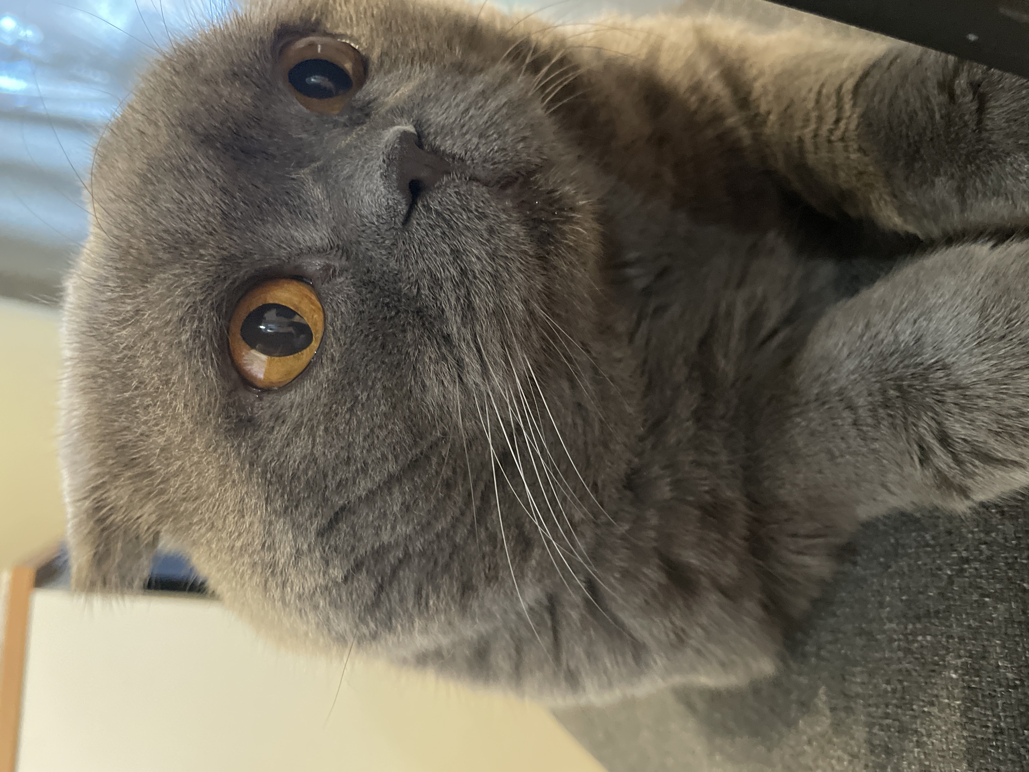 A close-up, eye-level, medium shot captures the face of a gray Scottish Fold cat with large, round, amber eyes. The cat's ears are folded forward. Its whiskers are long and white. The cat is looking off to the right of the frame. The background is softly blurred, showing a pale wall and vertical blinds. The cat is resting on a dark gray, textured surface, possibly a couch or chair.