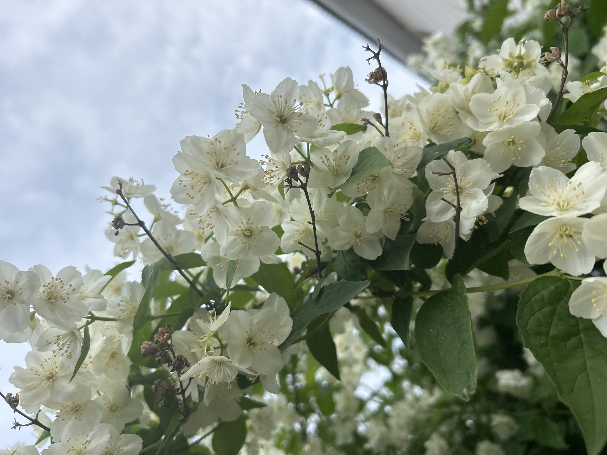 This image captures a close-up view of numerous white flowers with prominent yellow stamens, likely jasmine or mock orange, in full bloom. The flowers are densely clustered on green-leafed branches, creating a lush and vibrant display.
The foreground and midground are dominated by these delicate white blossoms, many of which are in sharp focus, revealing their intricate petal structure and the contrasting yellow anthers. Several green leaves are visible, intertwined with the flowering branches, adding a touch of verdant color to the scene. Some thin, brown, bare branches or old flower stalks are also present, adding textural variety.
In the background, a light blue-grey, cloudy sky is visible, suggesting an overcast or partially cloudy day. A faint outline of what appears to be a building or roofline can be discerned in the upper right portion of the image, subtly hinting at a cultivated outdoor setting, possibly a garden or courtyard. Other clusters of white flowers are visible in the soft-focus background, further emphasizing the abundance of blossoms.
The lighting is natural and diffuse, consistent with a daytime shot under cloudy conditions. The overall impression is one of natural beauty and freshness, characteristic of springtime or early summer blooms. There is no visible text in the image. The scene is set in Chaikovsky, Russia.