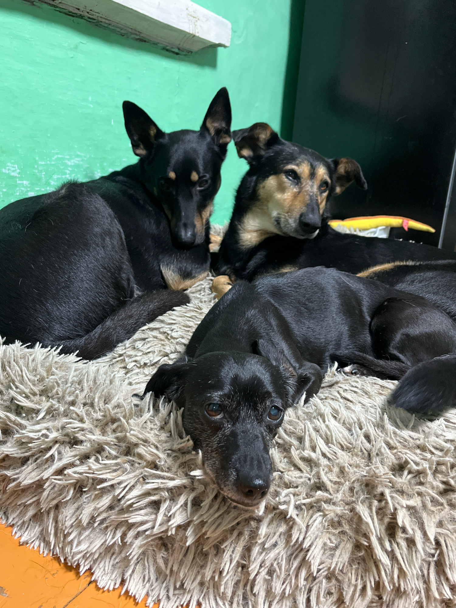 Three dogs are lying on a fluffy beige rug. The dog in the foreground is black with some graying around its muzzle and is looking directly at the camera. The dog behind it is also black and is lying on its side with its head turned to the left. The third dog, in the background, has black and tan markings and is lying down with its head resting on the back of the black dog. The wall behind them is painted a bright green. A white wooden shelf is mounted high on the wall. A black object, possibly a television, is to the right of the dogs, and a yellow toy with a red tip is on top of it. The rug is on an orange surface, likely a floor. There is no indication of the specific location within the city of Nizhny Tagil, Russia.
