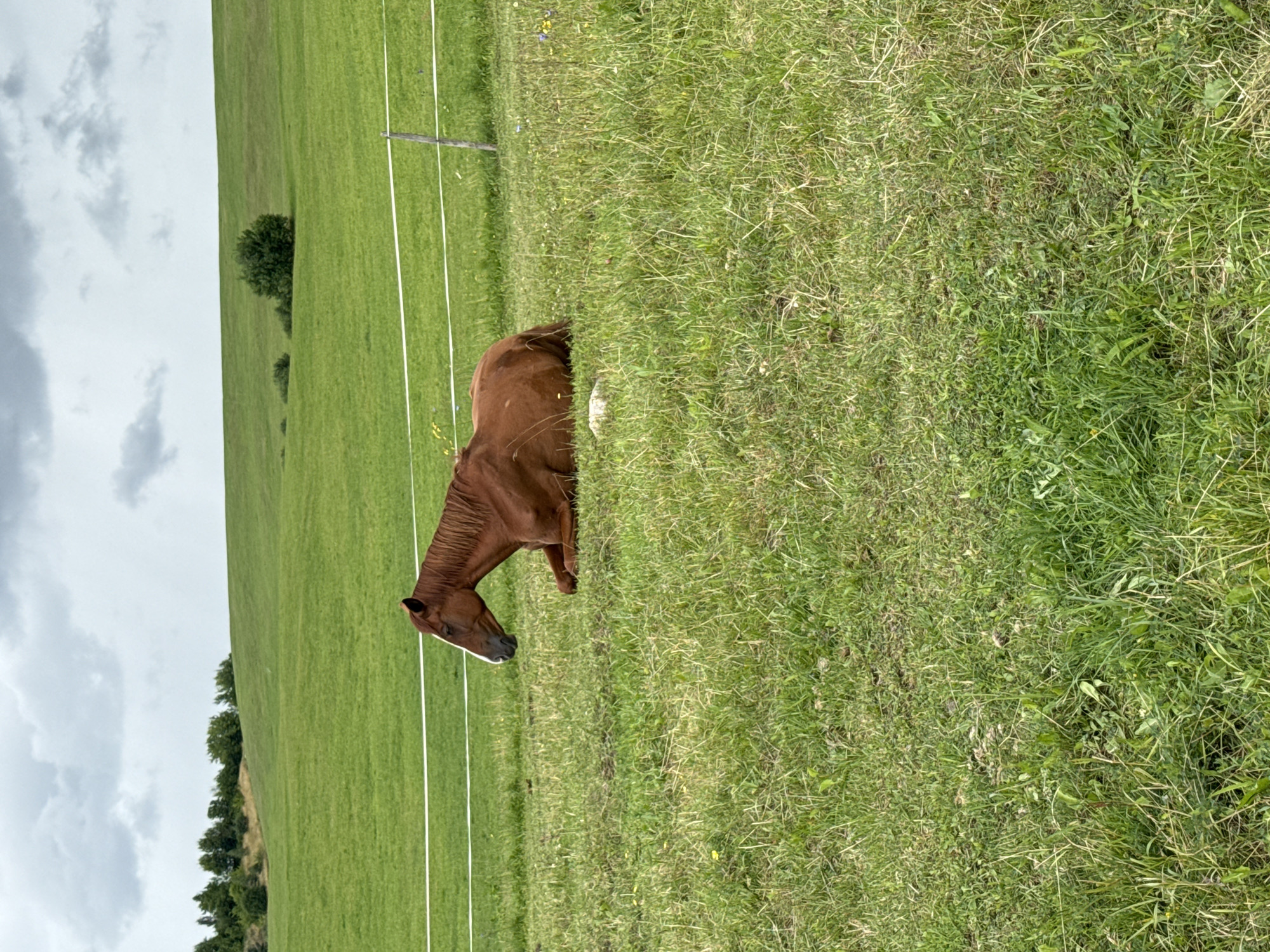 A brown horse lies on its side in a grassy field under a cloudy sky. The horse is facing left, with its head resting on the ground. Its legs are tucked underneath its body. In the background, there is a gentle green hill with a few scattered trees. A white electric fence runs horizontally across the middle of the image, separating the foreground from the background. The field appears to be a pasture in the city of Bendoriai, Lithuania.