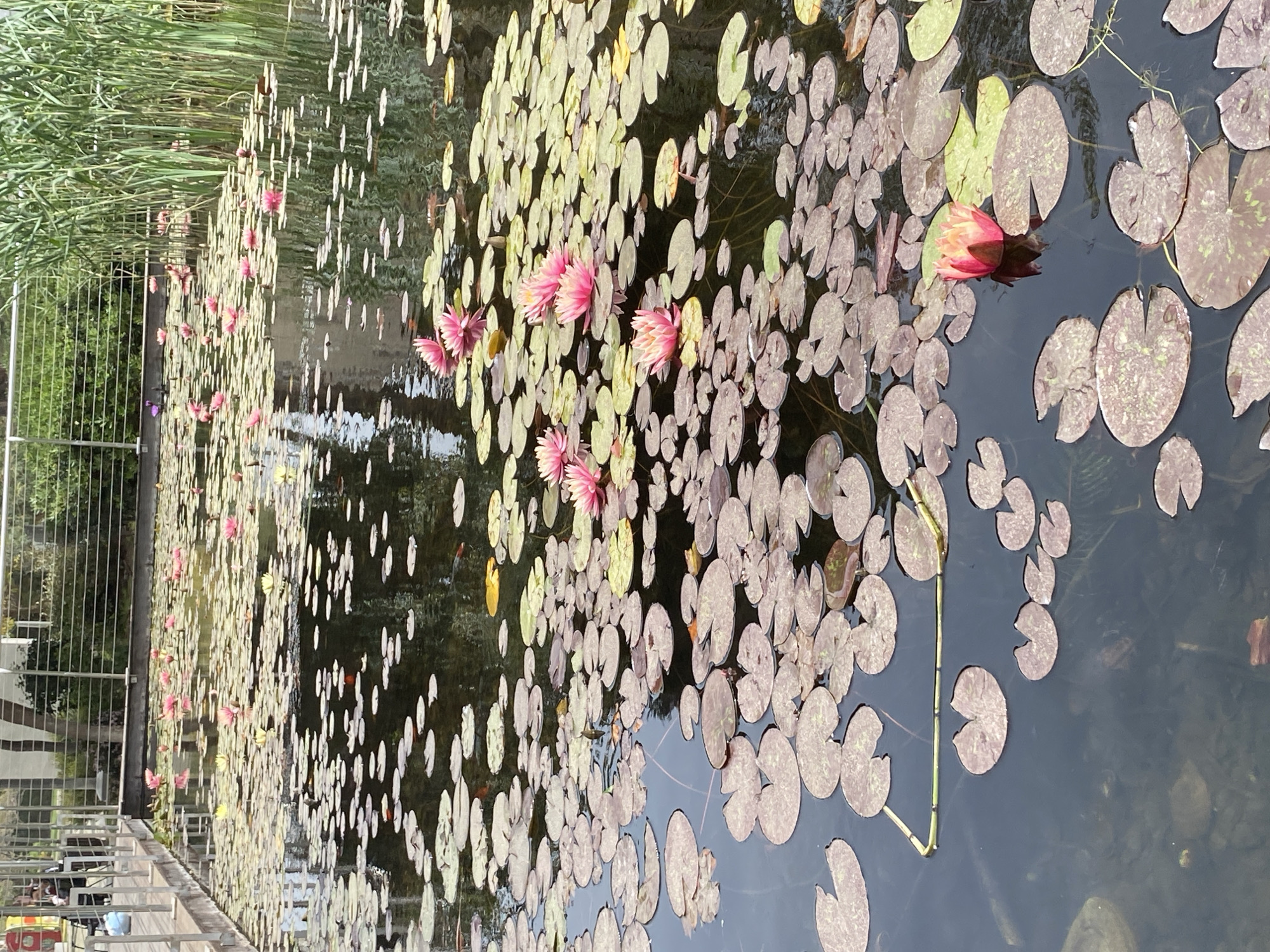 The image depicts a lily pond in Kiryat Bialik, Israel. Pink water lilies are scattered across the surface of the pond amidst numerous lily pads. Tall reeds are visible along one edge of the pond, and a metal fence runs parallel to the edge. A pedestrian walkway is situated alongside the fence. The water is dark, reflecting the surrounding environment.