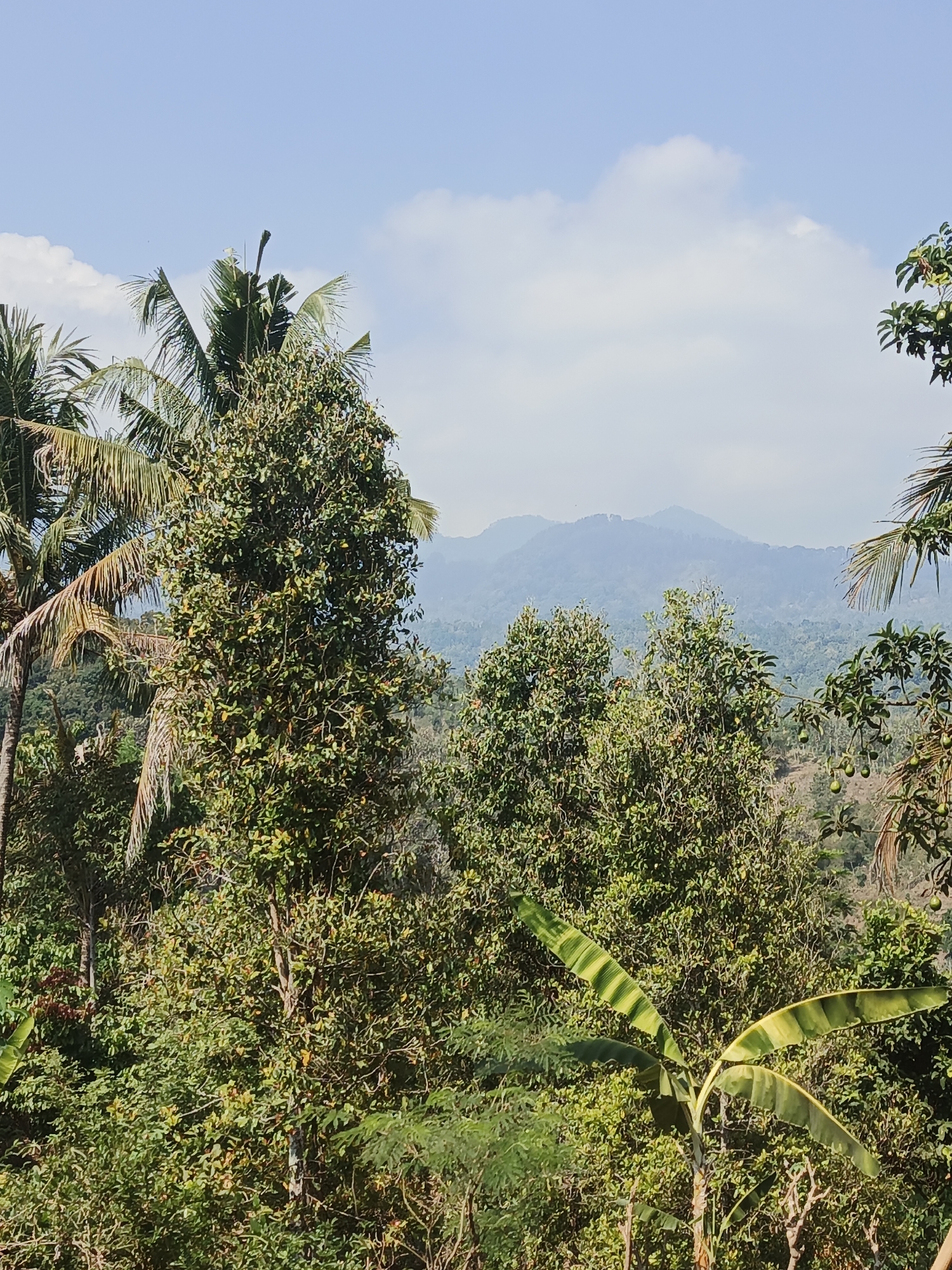 A lush, green landscape unfolds under a bright blue sky with scattered white clouds. In the foreground, a variety of trees and vegetation dominate the scene. Tall palm trees with fronds reaching towards the sky are visible on the left, partially obscuring a large, leafy tree in the center, its branches filled with small, green fruits. To the right, more trees with dense foliage are present, and on the far right, a branch laden with ripe avocados hangs down. A banana plant with striped leaves is prominently positioned in the lower right corner of the frame. In the background, rolling hills covered in greenery recede into the distance, culminating in hazy, blue mountains under the expansive sky. The image appears to capture a natural, rural setting, possibly a plantation or a dense forest. This scene is located in Kepel, Indonesia.