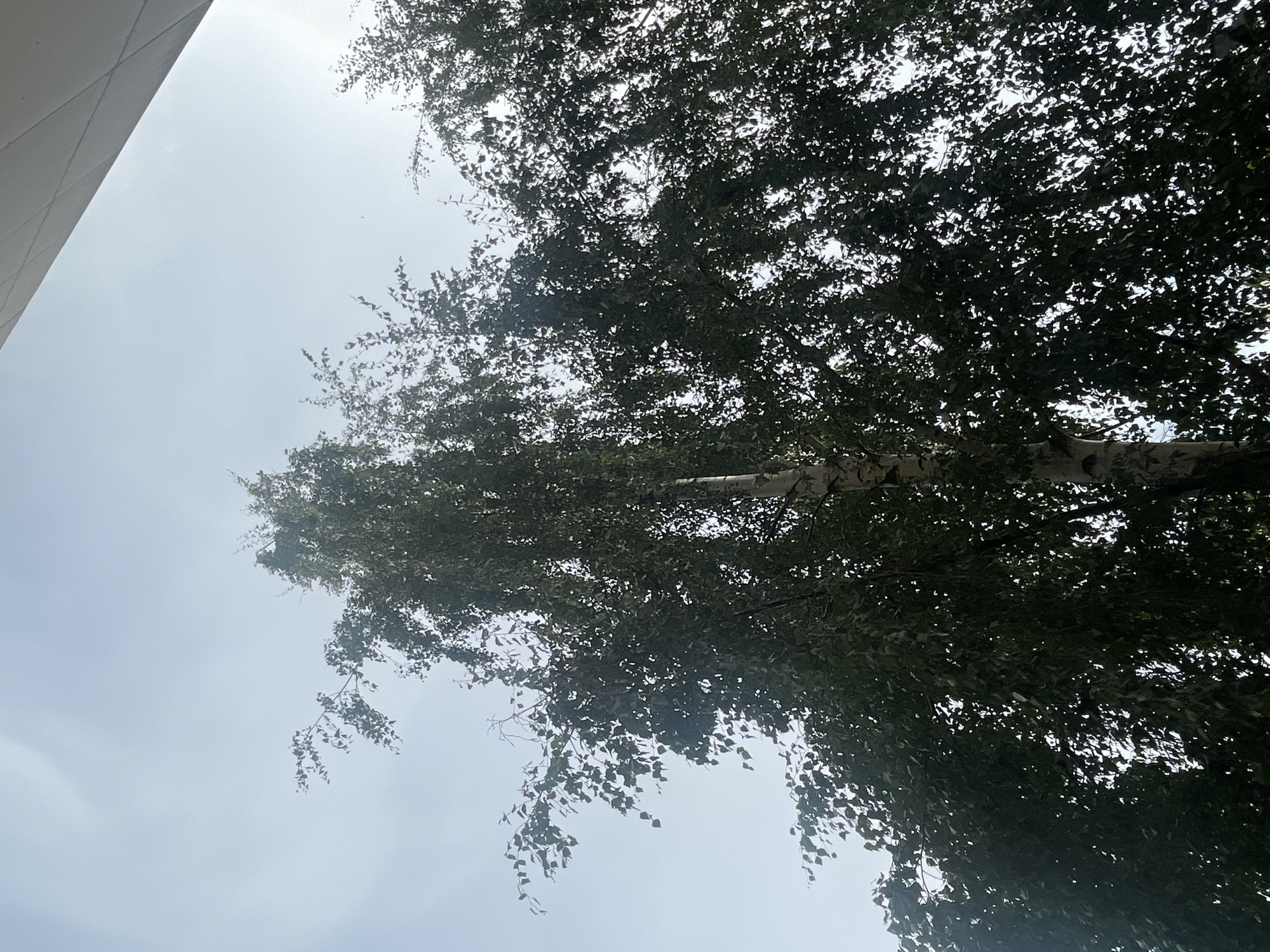 An upward-facing, full-shot photograph captures a tall birch tree against a hazy, pale blue sky. The tree dominates the frame, its white and dark-patched bark visible as it ascends. The upper branches are dense with dark green leaves, some of which appear to be gently swaying. The leaves create a dappled effect, allowing patches of the sky to show through. In the upper right corner of the image, a portion of a modern building's white, angular facade is visible, suggesting an urban or suburban setting. The photograph does not contain any people. The overall lighting is soft, indicating an overcast or hazy day. The scene is likely located in the city of Krasnogorsk, Russia, given the context.