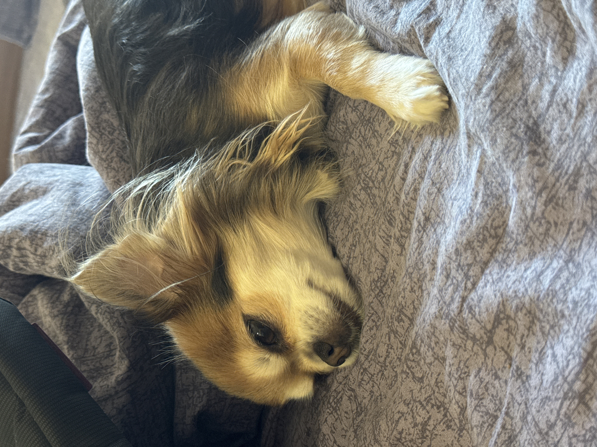 A long-haired small dog, consistent with a Chihuahua or similar breed, is depicted lying on a greyish-purple patterned fabric surface, identified as a location in the city of Saint Petersburg, Russia. The dog's fur is multi-colored, exhibiting shades of tan, brown, black, and cream, with prominent long hair on its ears and limbs. Its head rests on the bedding, with its right eye partially open, indicating a state of rest or drowsiness. The snout is dark brown to black. The dog's body is partially obscured by the angle, but one front paw is visible, extended forward on the patterned fabric. The fabric displays a repeating, abstract, light grey linear pattern over a darker grey-purple base, and is slightly wrinkled. In the upper left corner, a dark, textured object, possibly a piece of furniture or another textile item, is partially visible. The lighting is soft and ambient, casting gentle shadows and highlighting the texture of the fur and fabric. No people are visible.