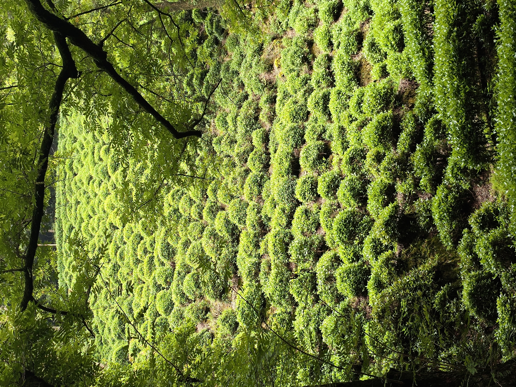 A drone's-eye view captures a lush, verdant hillside in Xihu District, China, covered in meticulously manicured tea bushes. The plants, shaped into small, rounded mounds, are arranged in neat rows that follow the contours of the sloping terrain, creating a visually striking pattern of green. Sunlight dapples the landscape, highlighting the vibrant emerald hues of the foliage and casting soft shadows across the rows. The scene is framed by the dark, leafy branches of overhanging trees, suggesting the tea plantation is nestled within a forested area. The environment appears serene and natural, with no visible human presence or activity.