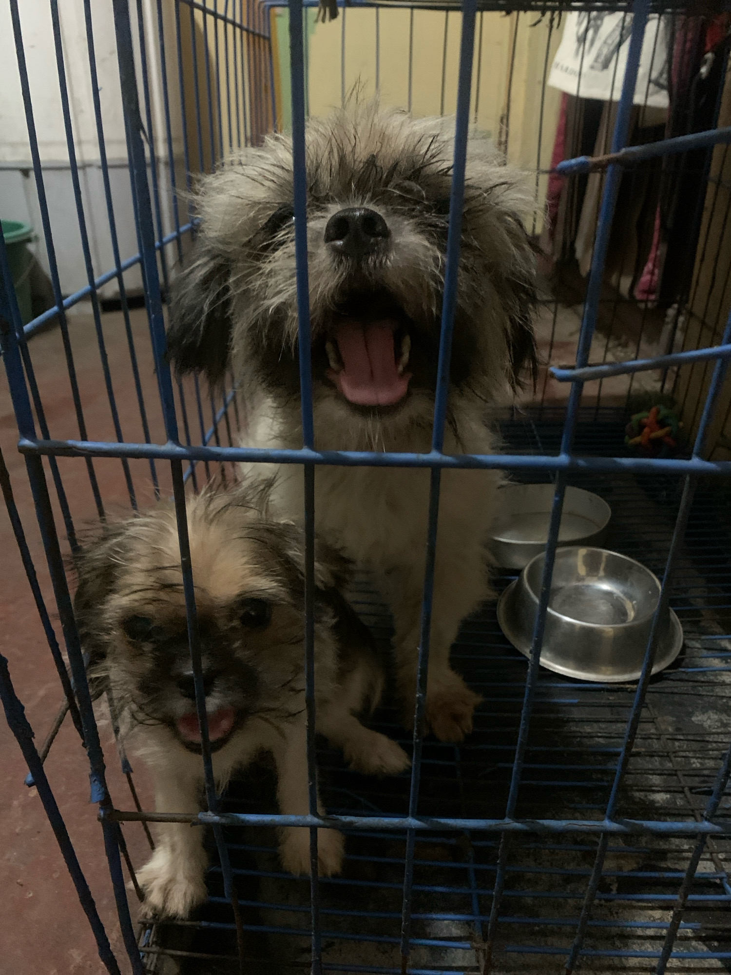 In San Fernando, Philippines, a blue metal dog crate contains two dogs. The larger dog, positioned behind a smaller dog, has gray and white shaggy fur and is shown yawning with its mouth open, revealing its pink tongue. The smaller dog, in the foreground, has brown and white fur and appears to be looking towards the camera. Both dogs seem to have wet fur. Inside the crate, two metal food bowls are visible, one behind the other. The background of the crate is obscured by the dogs and the crate bars, but suggests an indoor setting.