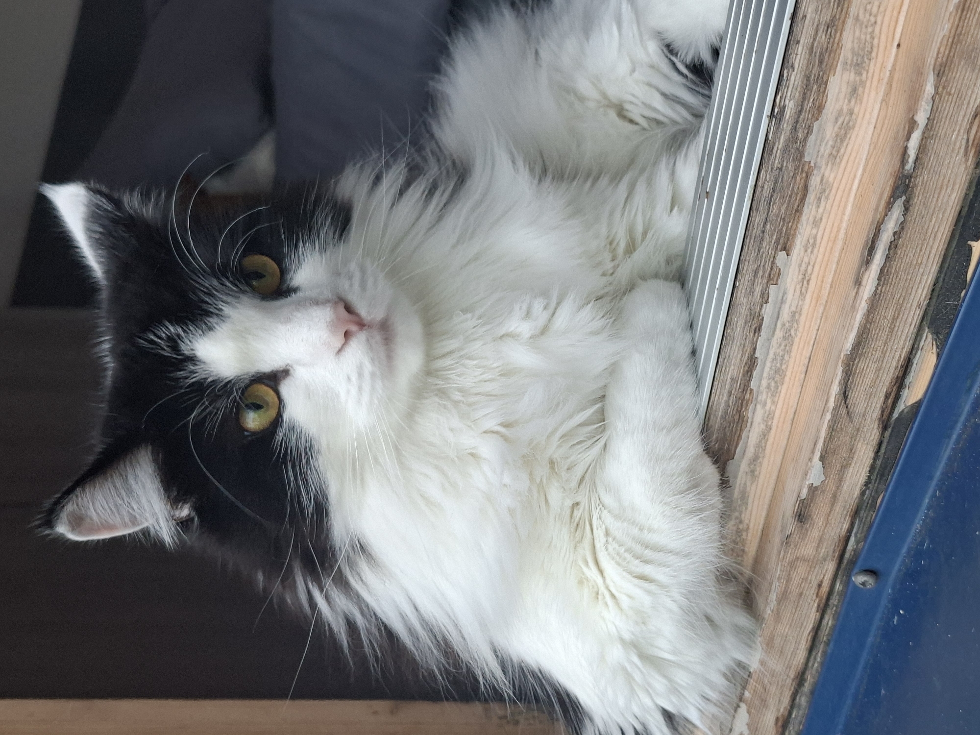 A black and white long-haired cat with yellow eyes is resting its front paws on a wooden surface with a metallic grate. The cat is positioned in what appears to be a partially enclosed space, with a dark background and a wooden frame to the left. The cat's fur is fluffy and abundant, particularly around its neck and chest. The image captures the cat from the chest up, with its head slightly tilted and facing towards the right. There is no discernible London location in the image.