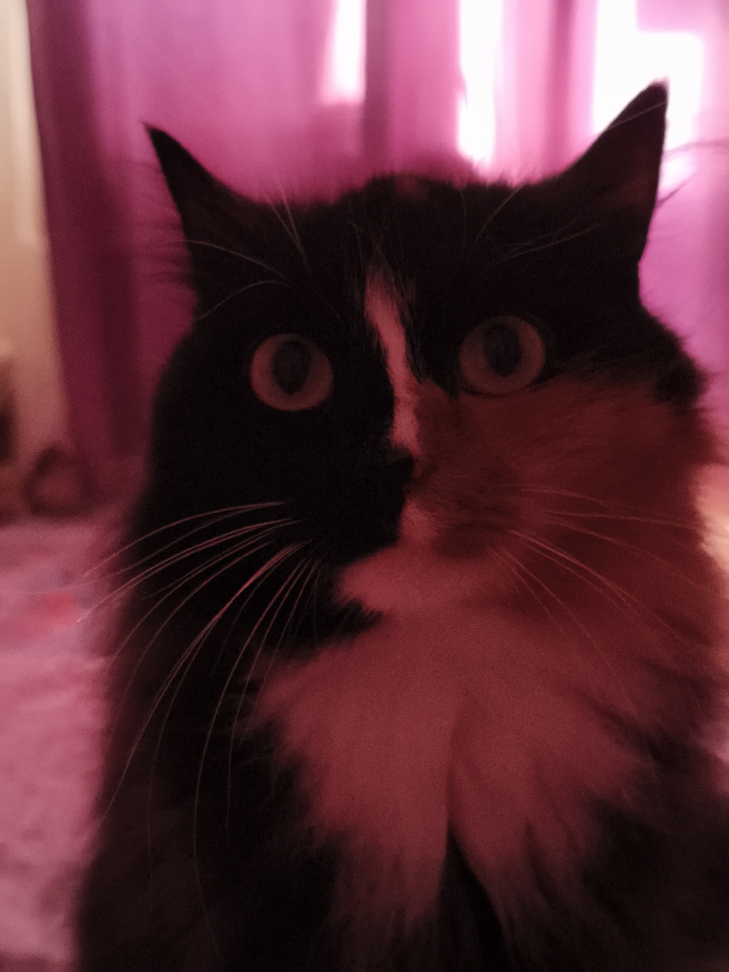 An extreme close-up shot features a calico cat with a striking facial pattern, as one half of its face is predominantly black, and the other half is a mix of white and reddish-orange fur. The cat's large, round eyes are visible, one appearing amber and the other slightly darker with a slit pupil. Its long, white whiskers are prominent against the dark fur. The background is a blurry, soft pink, suggesting indoor lighting or curtains. The lighting in the image has a strong pink or red cast, making it difficult to discern the exact colors of the cat's fur and the environment. The focus is entirely on the cat's face, with the background out of focus.