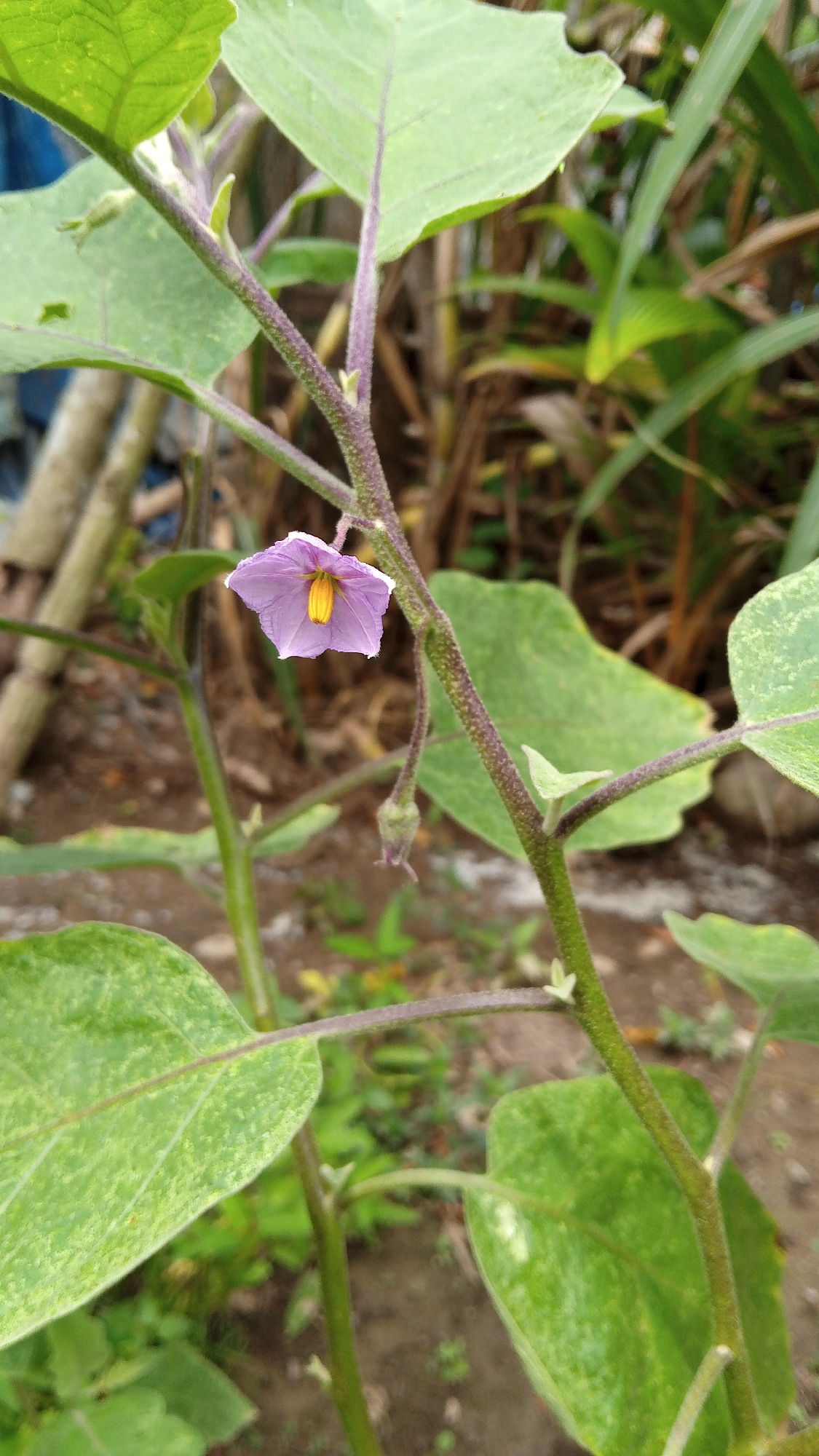 A single, small, light purple eggplant flower with a bright yellow stamen hangs from a thin, fuzzy, purple stem. The flower is angled slightly upward, and its petals are delicately unfurled, revealing the vibrant center. Below the flower, a tiny, unopened bud is also visible. The stem is part of a larger eggplant plant, with large, green, textured leaves in various stages of growth surrounding it. Some of the leaves have a slightly mottled appearance. The background is a blur of natural elements, with hints of brown soil, green foliage, and what appears to be dry stalks or branches. The lighting suggests it is daytime, possibly overcast, as there are no strong shadows. The setting appears to be an outdoor garden or natural area, consistent with a location in Arabungong, Indonesia. There are no people or animals visible in the image.