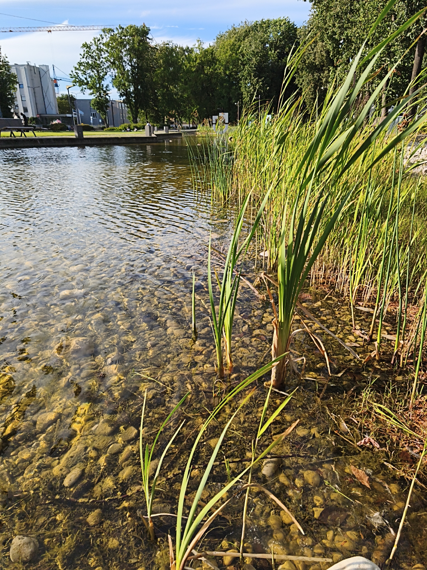 This image captures a scene along the edge of a body of water, likely a pond or slow-moving river, with lush green reeds growing along the bank. The water is clear, revealing a bed of smooth, rounded stones beneath the surface. In the background, trees form a dense green canopy against a bright blue sky with scattered white clouds. Beyond the trees, modern buildings with geometric architecture are visible, along with a construction crane, suggesting an urban setting. A wooden bench is present in the middle ground, indicating a park or public space. The overall impression is one of a tranquil natural area juxtaposed with urban development. Based on the architectural style and the presence of such modern infrastructure, this scene is likely located in a developed area of Tallinn, Estonia.