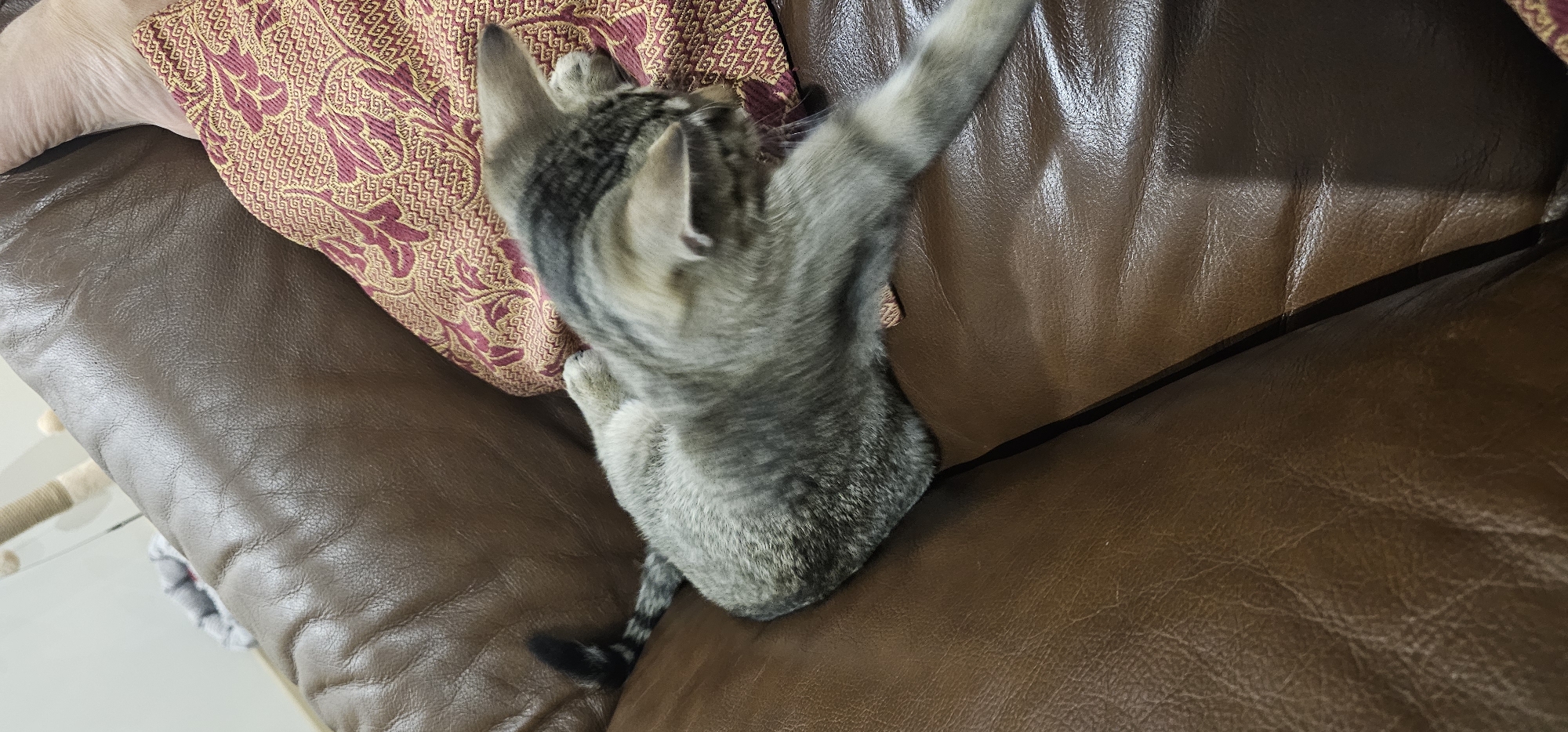 The image shows a tabby cat lying on a brown leather couch. The cat is curled up, with its head turned away from the camera. A patterned pillow is visible behind the cat. The scene is indoors, with a portion of a cat tree visible in the background. The image is a close-up shot, focusing on the cat and the couch. There are no visible indications of the location being in the city of Григорівка, Ukraine.