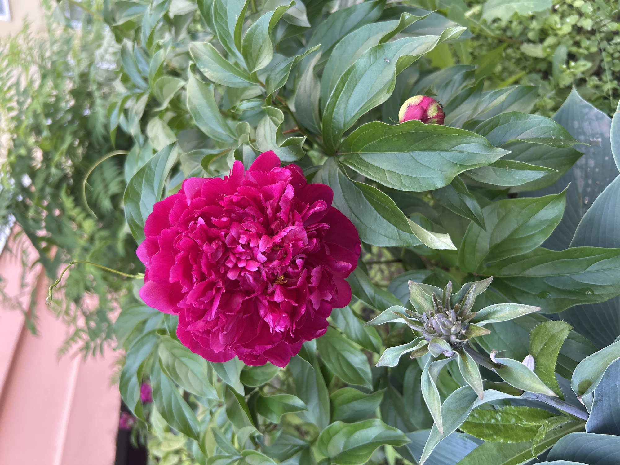 A close-up, eye-level shot showcases a vibrant fuchsia peony flower in full bloom, centered against a backdrop of lush green foliage. The flower's intricate petals are tightly packed, creating a dense, ruffled appearance. To the lower left of the peony, a cluster of unopened buds and leaves from a different plant, possibly a hosta, are visible. A single pink peony bud is also present on the right side of the image, partially obscured by leaves. In the upper background, a soft-focus view reveals a light pink building facade and the blurred greenery of other plants. The lighting suggests it is daytime, possibly late afternoon, with soft, diffused sunlight. The scene depicts a garden setting, likely in Izhevsk, Russia, given the context. No people or animals are present.