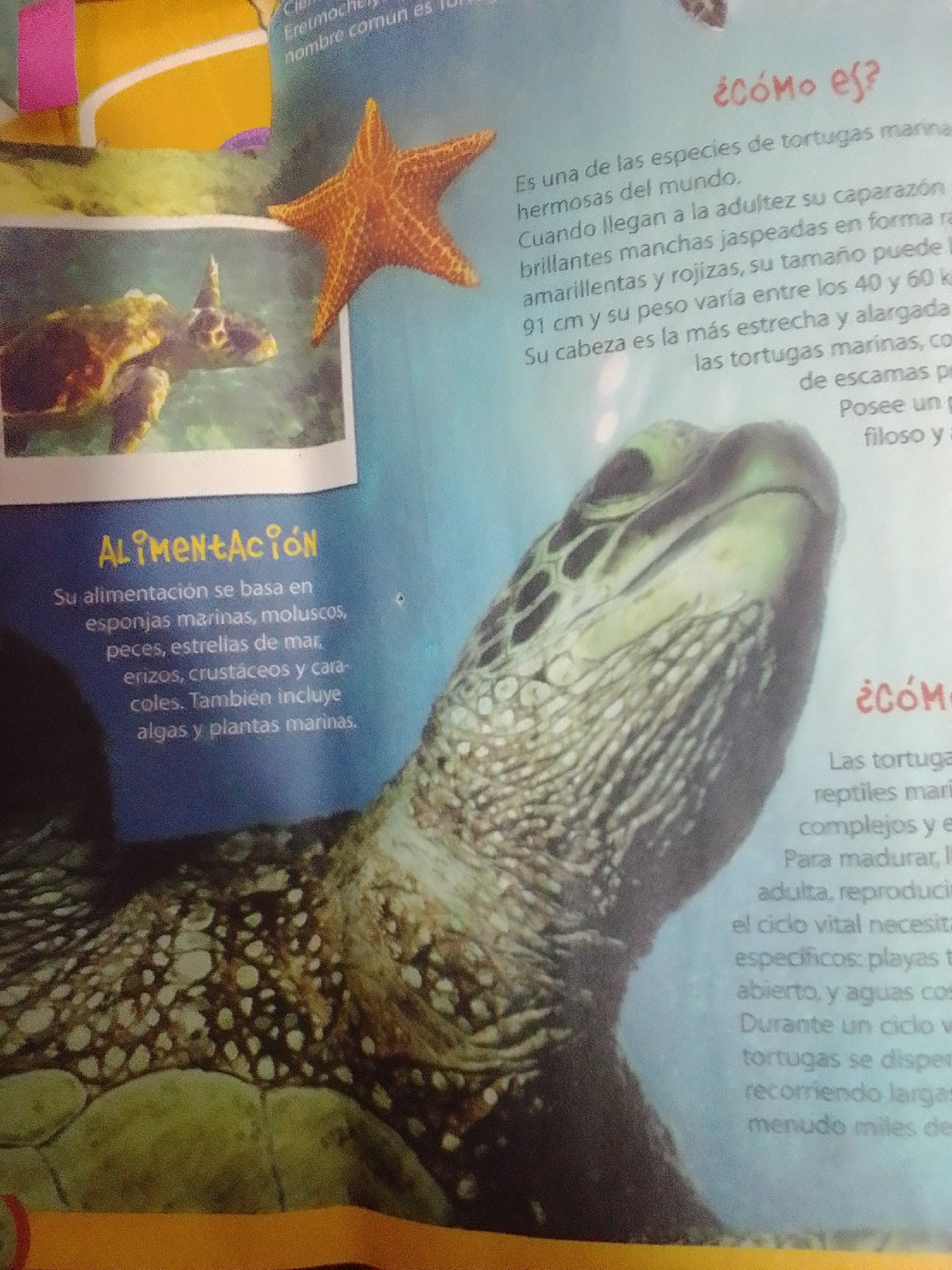 The image displays a close-up view of a sea turtle's head and upper body, with text in Spanish surrounding it. To the left, there are two smaller inset images: one of a starfish and another of a sea turtle swimming underwater. The text includes headings such as "ALIMENTACIÓN" (Diet) and "ÉCOMO ES?" (What is it like?). The "ALIMENTACIÓN" section describes the sea turtle's diet as sponges, mollusks, fish, starfish, sea urchins, crustaceans, corals, algae, and marine plants. The "ÉCOMO ES?" section provides a description of the species, mentioning its size and the appearance of its shell. The environment depicted in the main image and the inset is underwater, suggesting a marine setting. There are no people or explicit indications of a city or location, including La Tagua, Venezuela.