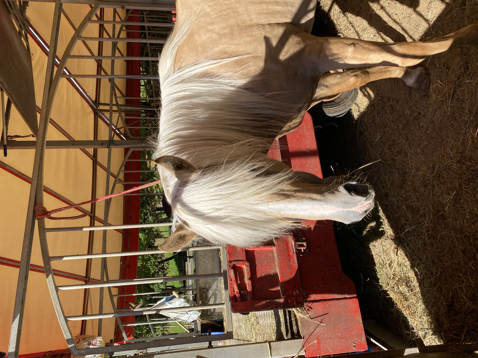 A light brown horse stands inside a stall with a yellow awning and metal bars. The horse has a long, flowing white mane that covers its face. The stall is filled with hay, and a red metal cart is positioned behind the horse. Sunlight casts shadows on the ground. The image does not provide any information that could indicate its location in Altenkirchen, Germany.