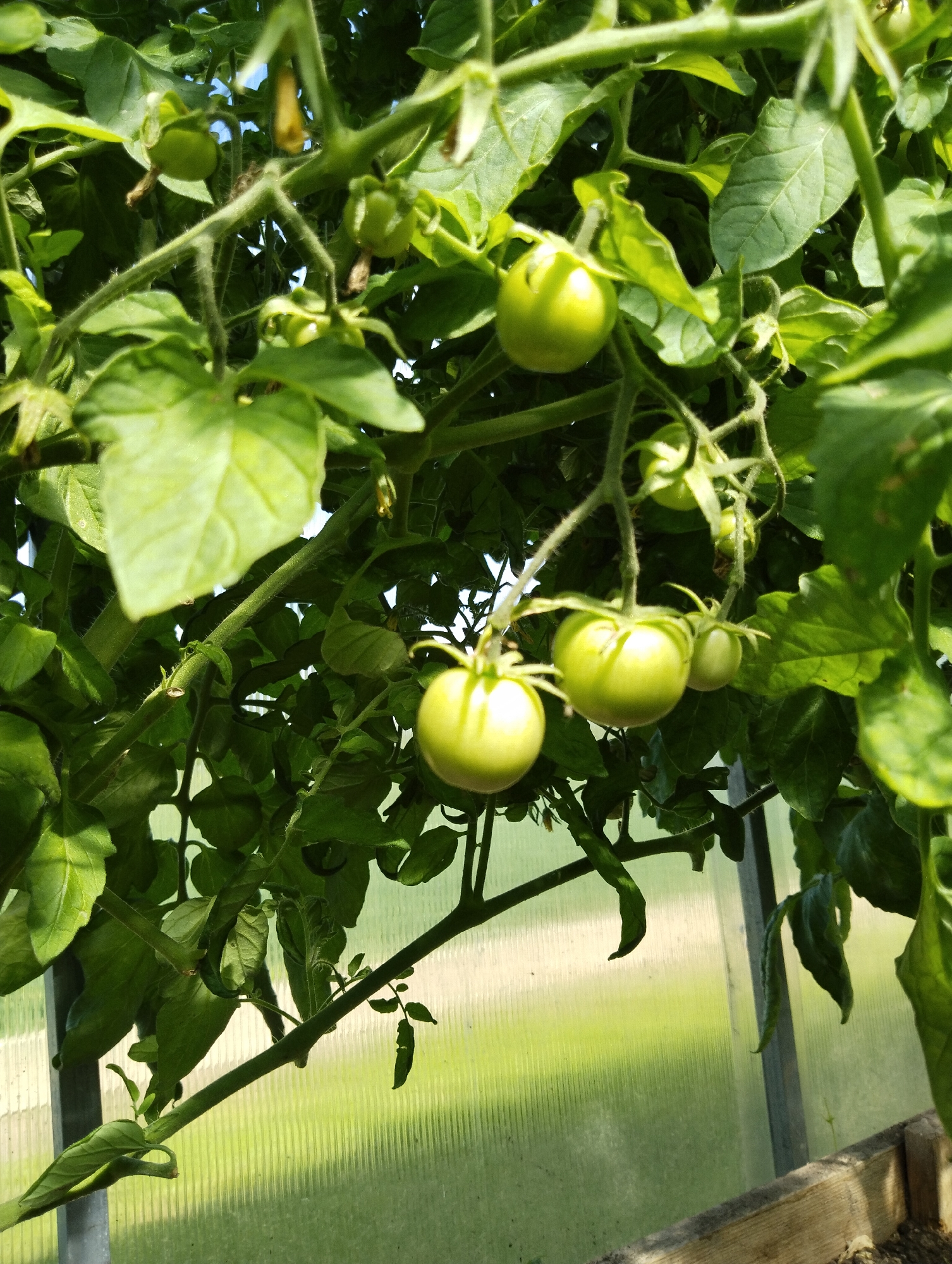 A close-up, low-angle shot depicts unripe green tomatoes growing on a vine within a greenhouse. The tomatoes, in various stages of development, are clustered on their stems amidst lush green foliage. Sunlight filters through the translucent greenhouse walls, casting a soft, diffused light on the scene. The background is dominated by the textured, ribbed surface of the greenhouse paneling, with a hint of bright green vegetation visible beyond. A wooden frame or planter box is visible at the bottom right of the image. The scene is set in Заполье, Russia.