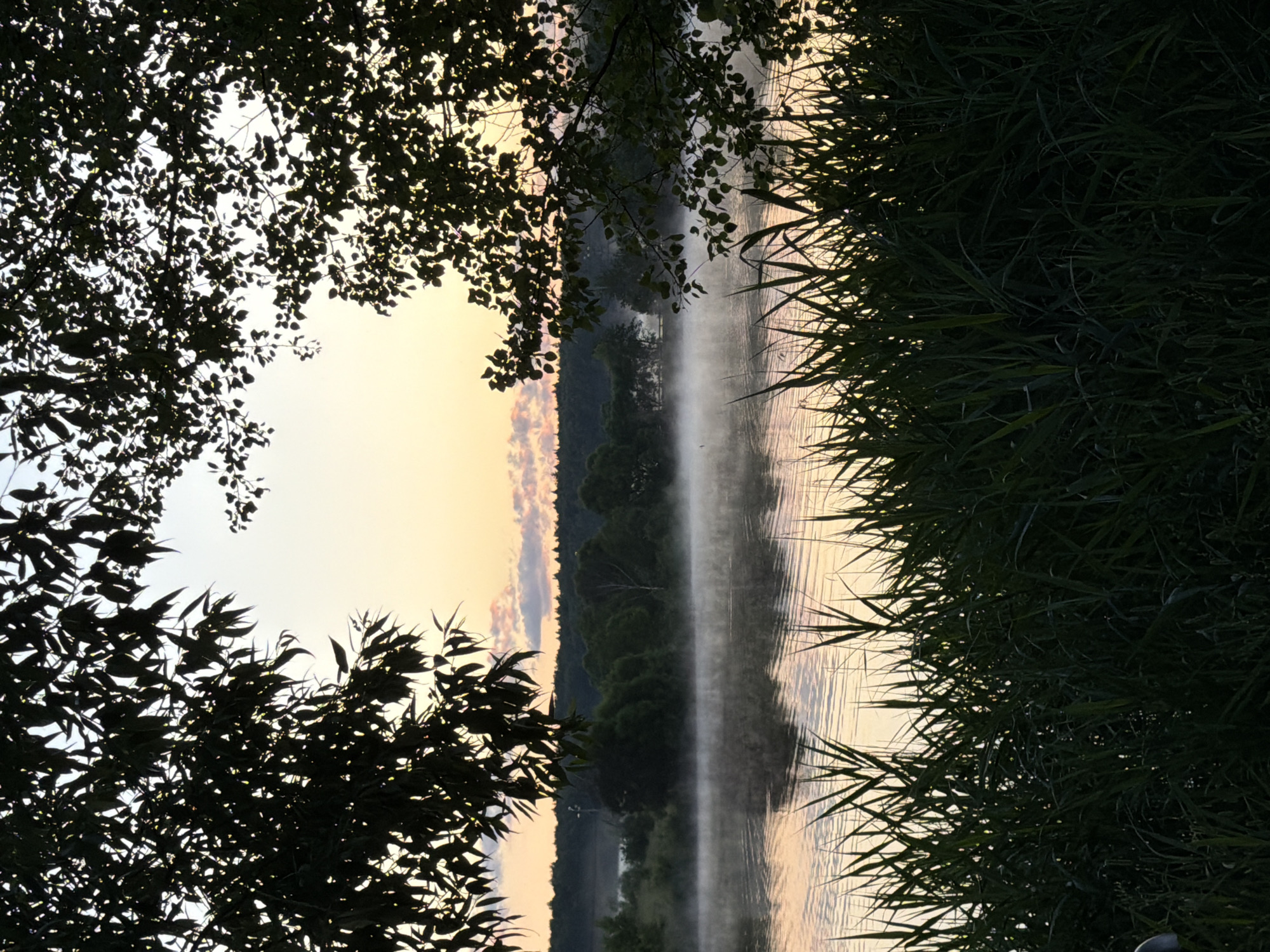 The image depicts a serene sunrise over a body of water, likely a lake or river, at an undisclosed location in Satino-Russkoe, Russia. The foreground is dominated by dark silhouettes of lush green reeds and tall grass, with some branches of trees arching in from the top corners. The water's surface reflects the soft hues of the dawn sky, which transitions from pale yellow near the horizon to a light blue overhead. A gentle mist hovers just above the water, partially obscuring the distant treeline, which consists of a dense collection of dark green trees. The overall atmosphere is tranquil and natural, characterized by the absence of human presence and activity.