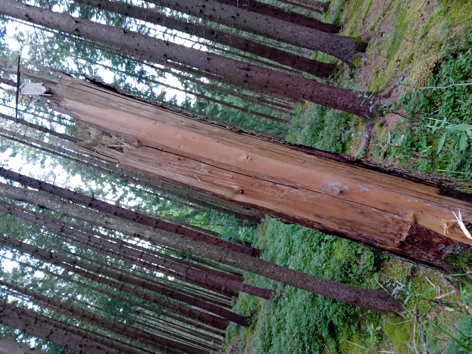 This is a low-angle, close-up, eye-level shot of a forest in Zuberec, Slovakia. The scene is dominated by a large, broken tree trunk in the foreground, angled diagonally from the bottom left to the upper right. The trunk has a rough, light brown texture with darker, splintered areas. The background consists of a dense forest with tall, slender trees, primarily conifers. The ground is covered in lush green vegetation, appearing to be moss and low-lying plants, with some scattered fallen branches. The lighting is overcast, creating a diffused and somewhat muted atmosphere. There are no people or animals visible in the image. The overall impression is one of a natural, untouched forest environment.