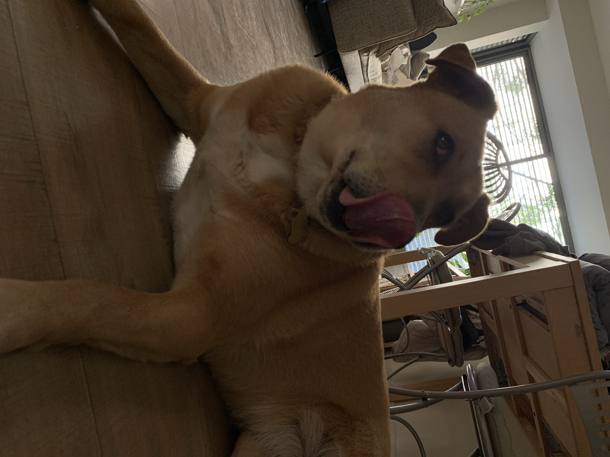 A tan-colored dog is lying on a wooden floor with its tongue sticking out. The dog is wearing a collar with a tag. Behind the dog, there is a light-colored couch and a window with blinds. Outside the window, trees are visible. A wooden table is partially visible behind the dog. The location cannot be confirmed to be Tel-Aviv, Israel, based on the image alone.