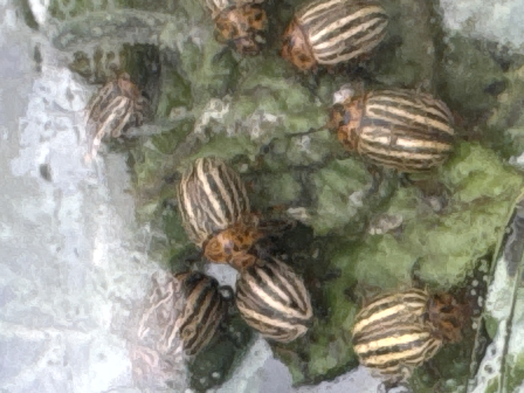 The image is an overhead close-up of several Colorado potato beetles on a leafy surface, likely a potato plant. The beetles are oval-shaped with distinctive black and yellow stripes on their wing casings. Their heads and legs are dark. The leaves appear green and somewhat wilted, with some water droplets or dew visible. The lighting suggests an outdoor setting, possibly on a cloudy day or in the shade. There are no people or any man-made objects present. The image is grainy and has a slightly painterly effect, possibly due to a filter or the nature of the photograph. There is no information in the image that would indicate its specific location within the city of Солонешное, Russia.