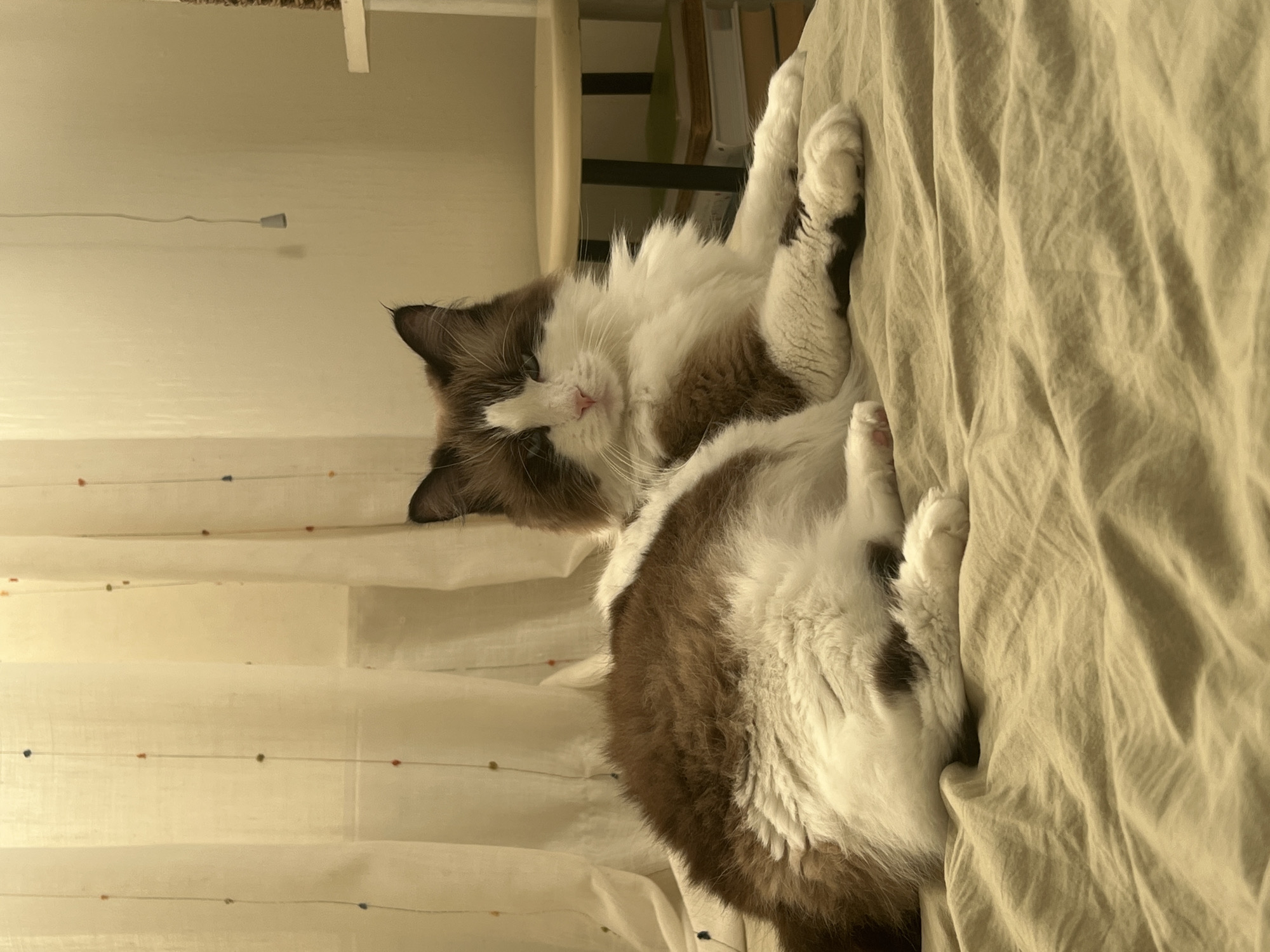 A long-haired cat with brown and white fur is lying on a rumpled, tan-colored bedspread. The cat is facing towards the camera with its body extended to the left and its head turned to the right. Its eyes are open, and its gaze is directed forward. Behind the cat, a light-colored curtain with small, colorful dots hangs vertically, with a light switch and cord visible on the wall to the right of the curtain. In the background, a round, light-colored side table with stacked books and a cat tree are visible. The lighting in the room appears to be soft and warm, likely from an artificial source. This scene is indoors, likely in a bedroom. No specific location in Chișinău, Moldova, can be determined from the image.