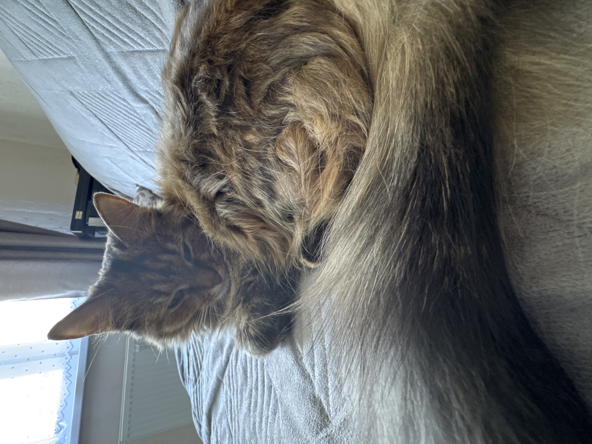 A long-haired cat with brown and gray fur is curled up on a gray couch. The cat's tail is wrapped around its body. The cat is in the center of the frame, with its head resting on its paws. The background is a blurred view of a window with white curtains and a radiator below it, and a glimpse of a dresser in the far background.