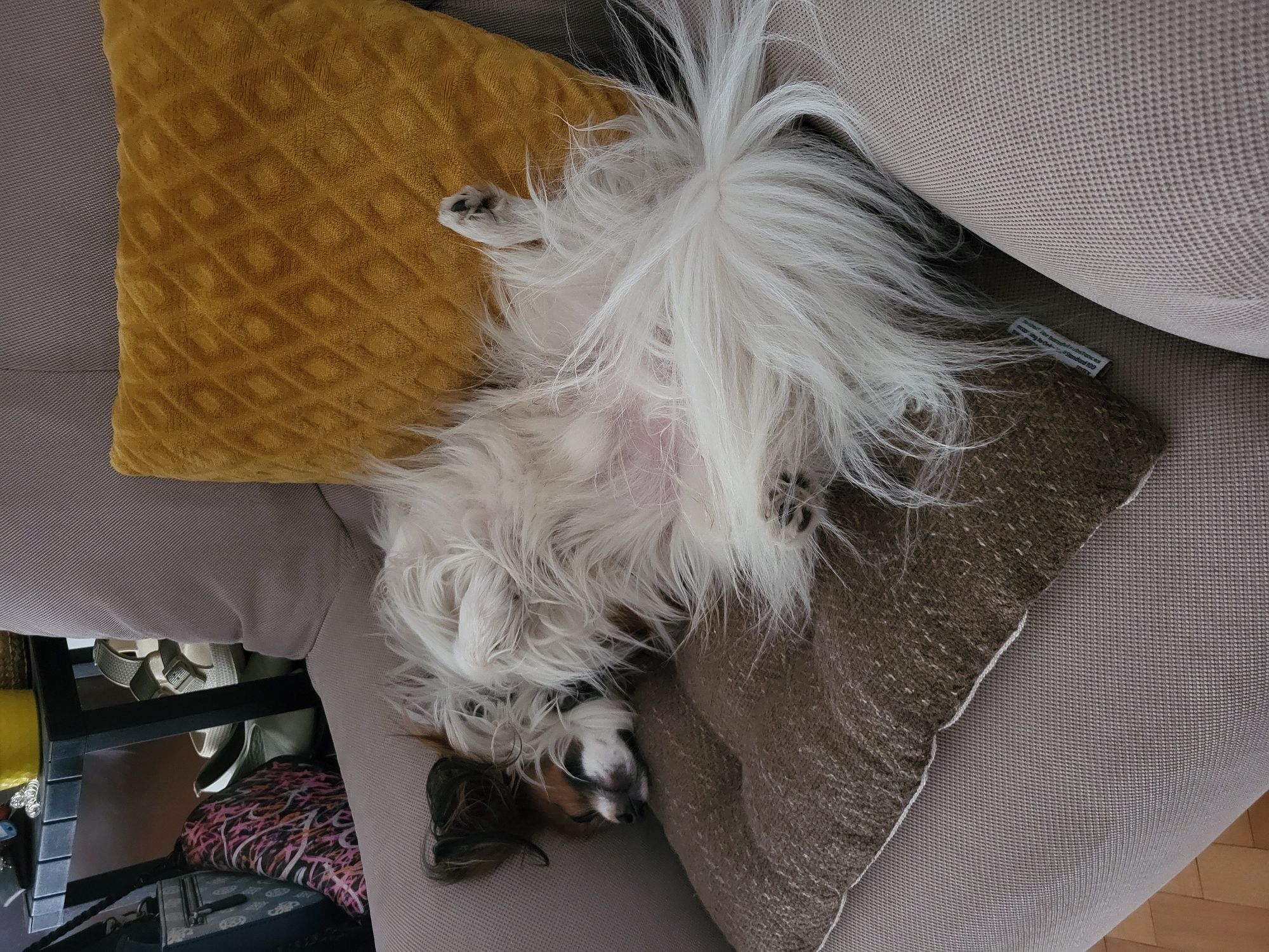 A medium shot shows a Papillon dog asleep on a grey sofa, upside down. The dog is white with brown and black markings on its face, lying between a yellow velvet cushion on the left and a brown textured cushion on the right. The dog's pink belly is visible. Below the sofa, a black shelf unit holds various items, including shoes and a pink-patterned bag. The location is not discernable from the image.