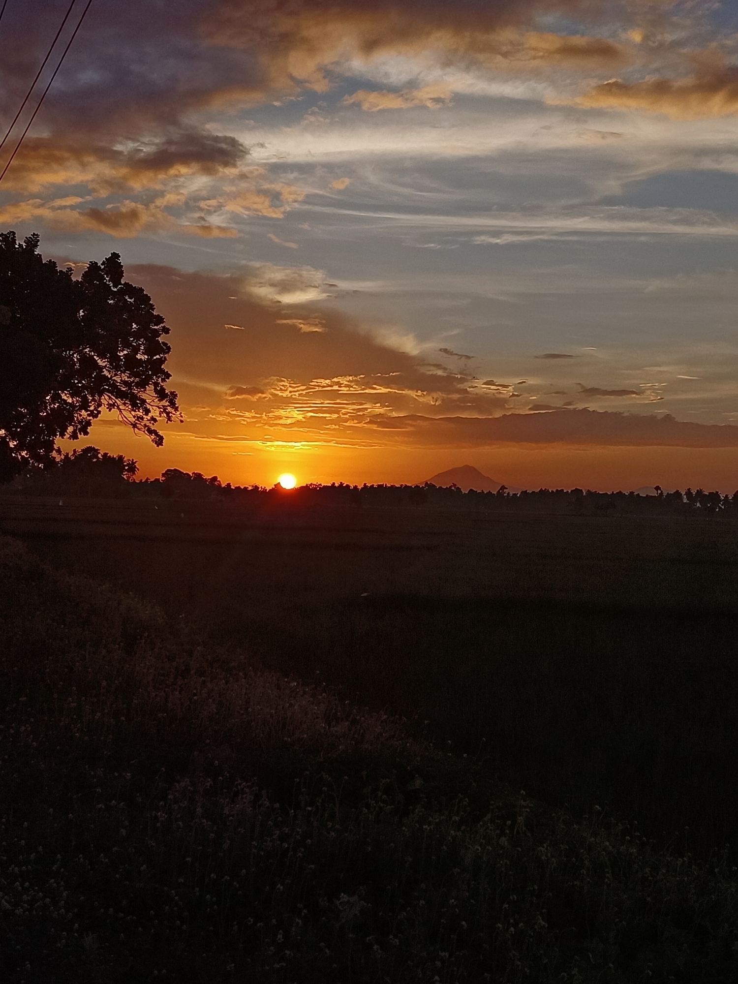 The image captures a sunset over a rural landscape, likely in Kampung Jumpa, Indonesia, given the provided context. The sky is ablaze with warm hues of orange, yellow, and red, with scattered clouds tinged with gold and purple. A prominent tree silhouette stands to the left, its branches dark against the vibrant sky. In the middle ground, a dark silhouette of a tree line marks the horizon, punctuated by what appear to be coconut palms. Beyond the tree line, a mountain range is faintly visible in the distance. The foreground is dominated by a dark field, possibly agricultural land, with a scattering of small, pale flowers or weeds visible in the lower portion of the frame. The sun, a bright, low-hanging orb, is partially obscured by the horizon, casting a warm glow over the scene. There are no visible people or distinct human activity in the image. The overall impression is one of natural beauty at dusk.
