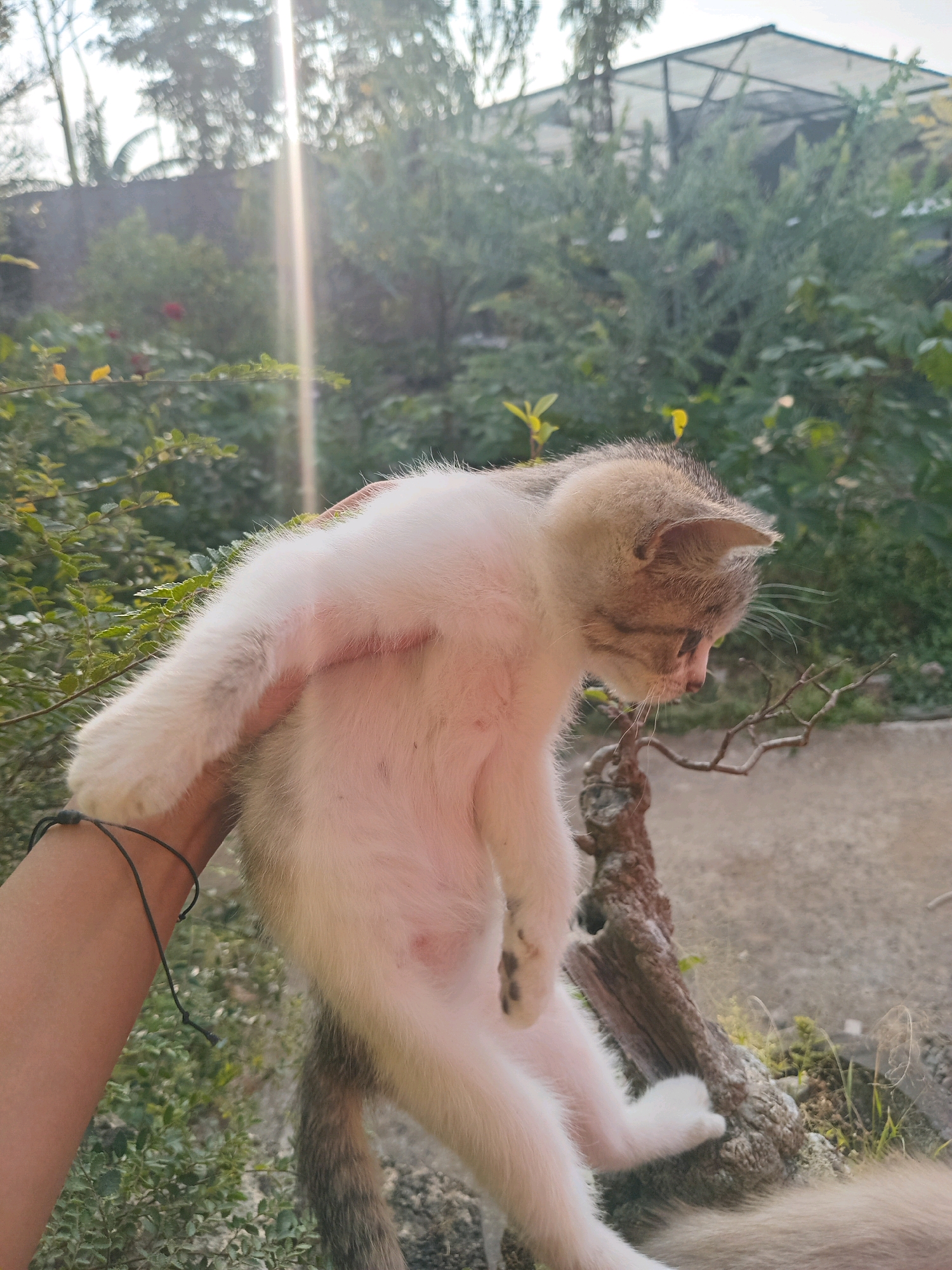 A person's left arm and hand hold a light-colored kitten outdoors in Claket, Indonesia. The kitten, with white and light brown fur, is held upside down, facing to the right. Its hind legs and tail are visible, and it appears to be looking down. The background consists of lush green foliage and trees, with a blurry structure in the distance. Sunlight streams from the upper left, creating a lens flare. A dark string bracelet is visible on the person's wrist. The scene is outdoors, likely in a garden or natural setting.