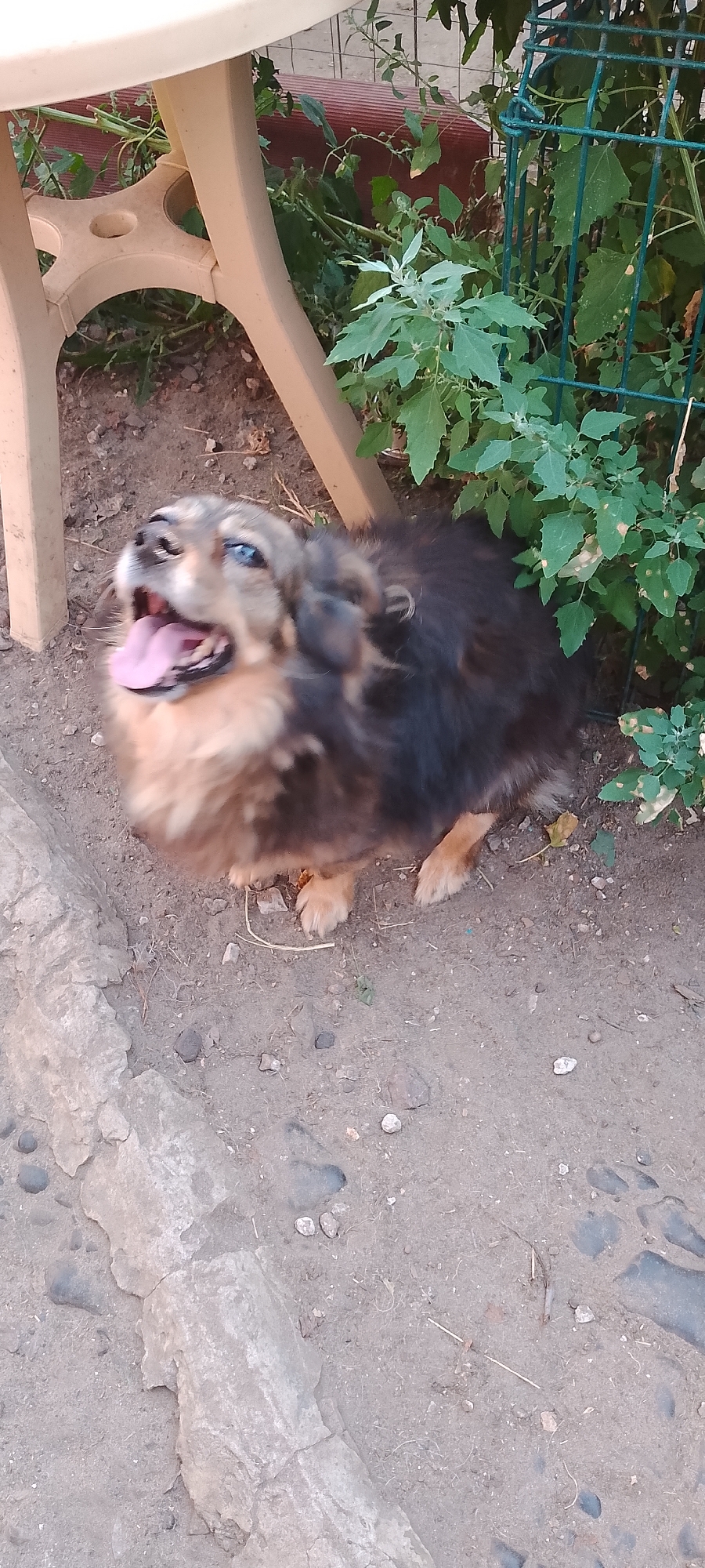 An animal, likely a dog, with brown and black fur, is pictured in an outdoor setting. The animal is looking up with its mouth open and tongue out. It appears to be in motion, as indicated by the slight blurriness. The ground is composed of dirt and small stones, with some larger flat stones visible. Behind the animal, there are green plants and a metal fence. A portion of a light-colored table or chair leg is visible on the left side of the image. There is no indication of the city of Belgorod, Russia, within the image.
