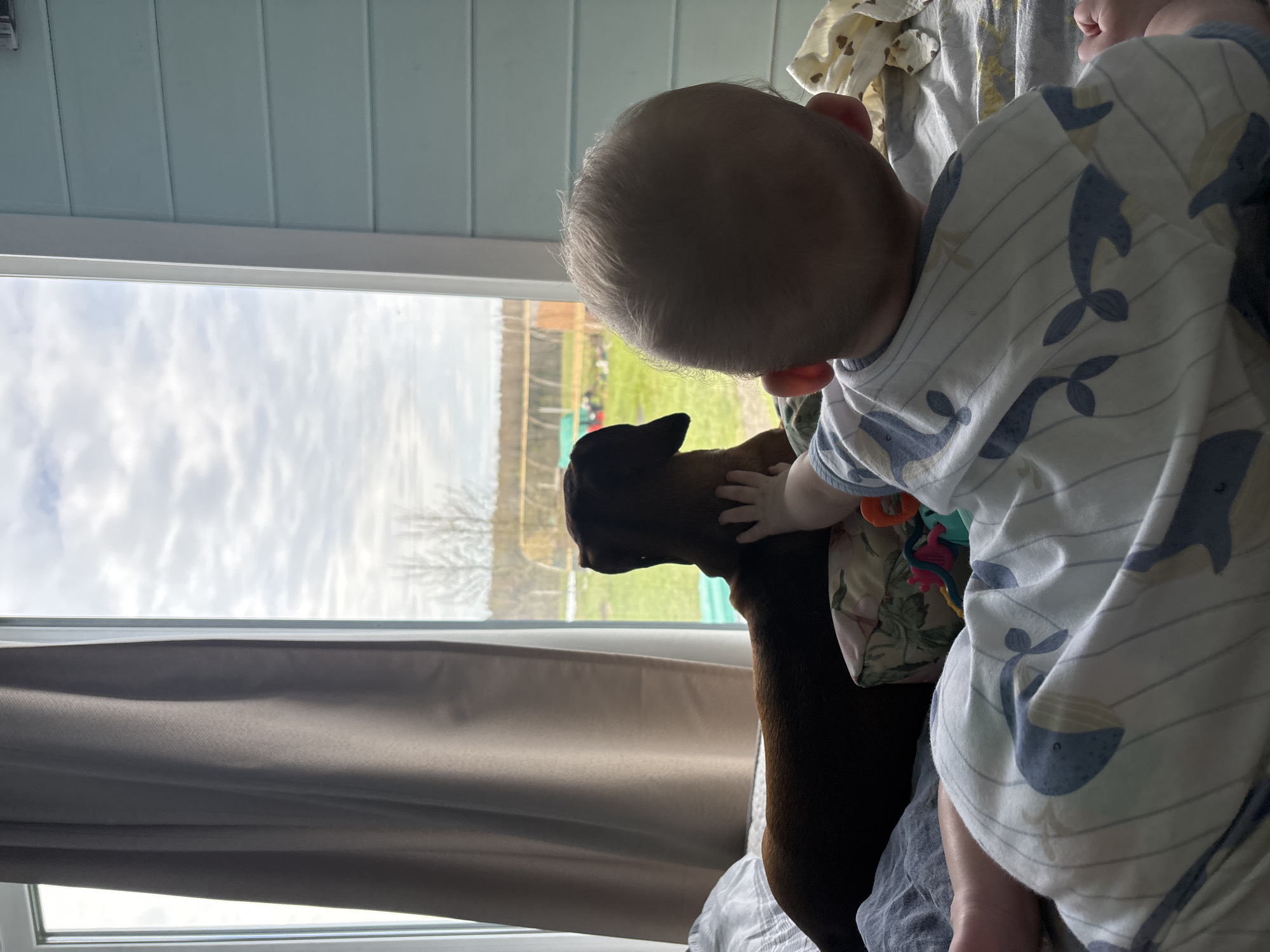 A close-up indoor shot shows a baby being held by a person and petting a brown dachshund dog in front of a window. The baby is facing away from the camera, and is wearing a white and light blue patterned onesie. A toy hangs from the baby's garment. The person holding the baby is partially visible, wearing a similar patterned shirt. The dachshund is facing toward the window, and the baby's hand is on its head. Outside the window, a cloudy sky and a grassy area with trees can be seen. The location is in Раздолье, Russia.