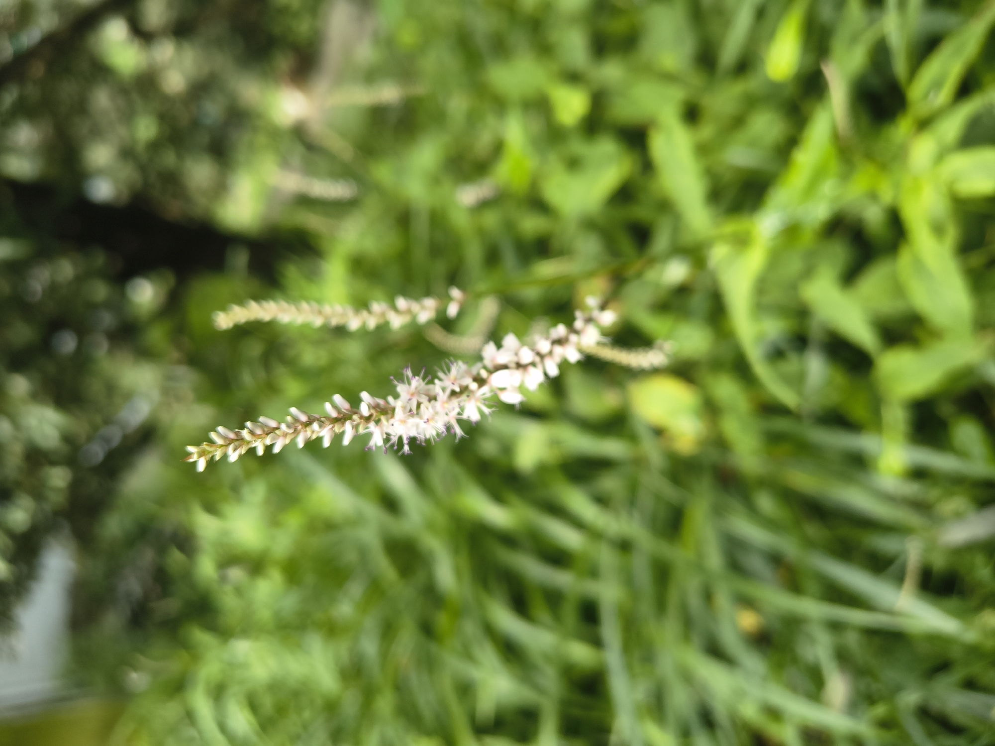 The image is a close-up, shallow-depth-of-field photograph of two slender, flowering stalks of a white plant set against a blurred background of lush green foliage. The main subject, a spike of tiny white flowers with delicate pink stamen, is sharply in focus on the right side of the frame. A second, similar but slightly out-of-focus stalk is visible to its left. The background consists of a dense, verdant array of leaves and stems, suggesting an outdoor, natural environment. The lighting is soft and diffused, indicating it might be a cloudy day or the photo was taken in shade. There is no indication of any urban environment, specific city, or people.