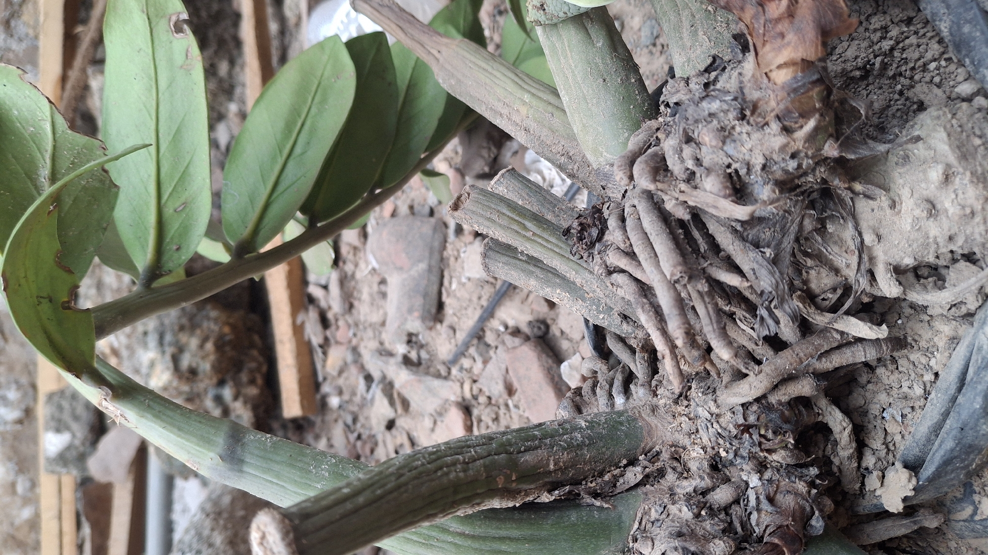 The image shows the base and roots of a plant, likely a Zamioculcas zamiifolia (ZZ plant), situated outdoors on the ground. The plant has thick, green stems and numerous brown, woody roots. The surrounding environment is rough and appears to be a construction or debris area, with scattered bricks, stones, dirt, and some wooden planks visible in the background. There are no people or animals present in the image. The lighting suggests it is daytime. The location is specified as Pucakwangi, Indonesia.