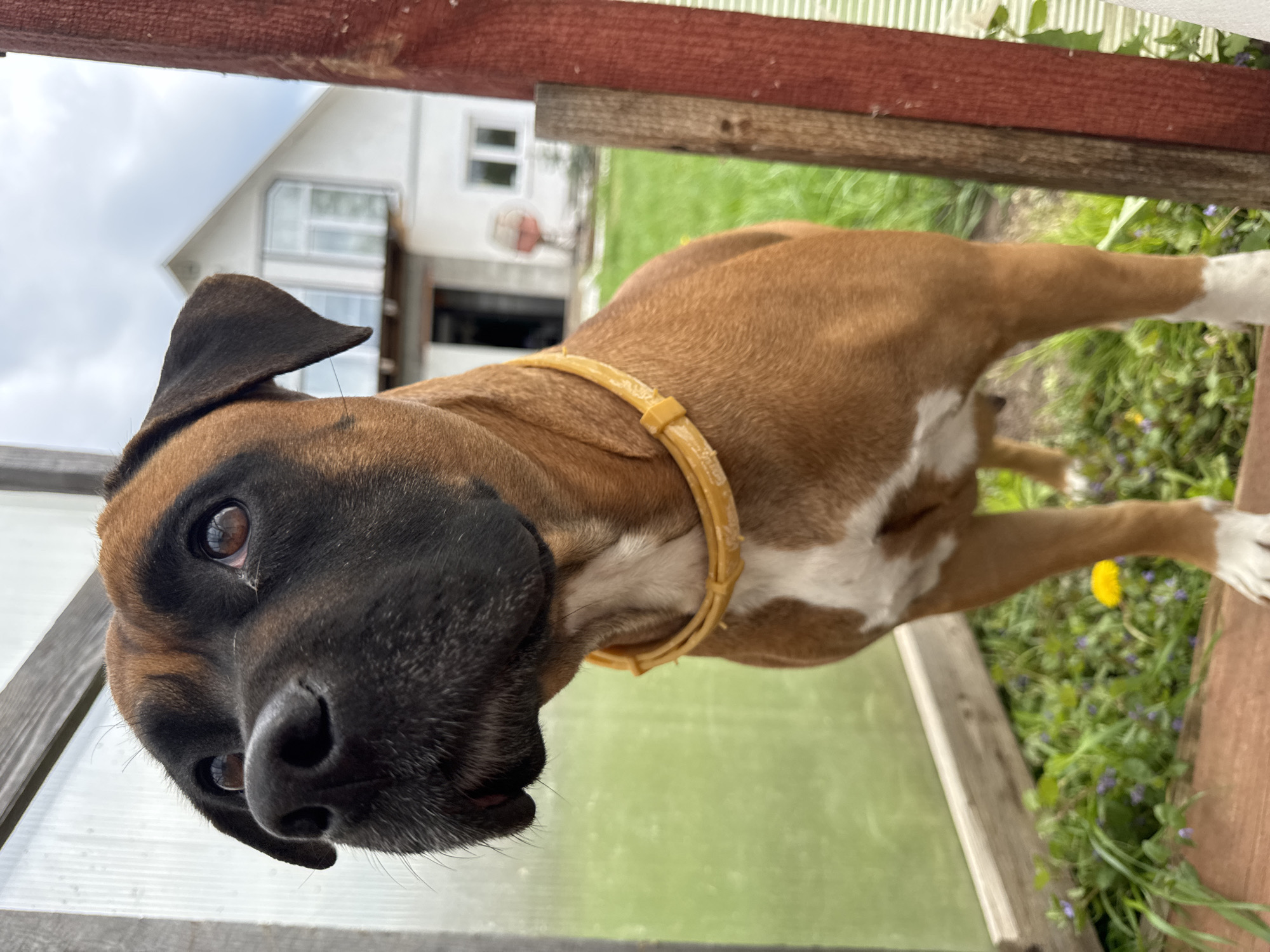 A boxer dog with brown fur and a black snout is shown in an outdoor setting. The dog is wearing a yellow collar. In the background, there is a white house, a basketball hoop, and green foliage. The photo was taken in Chaikovsky, Russia.