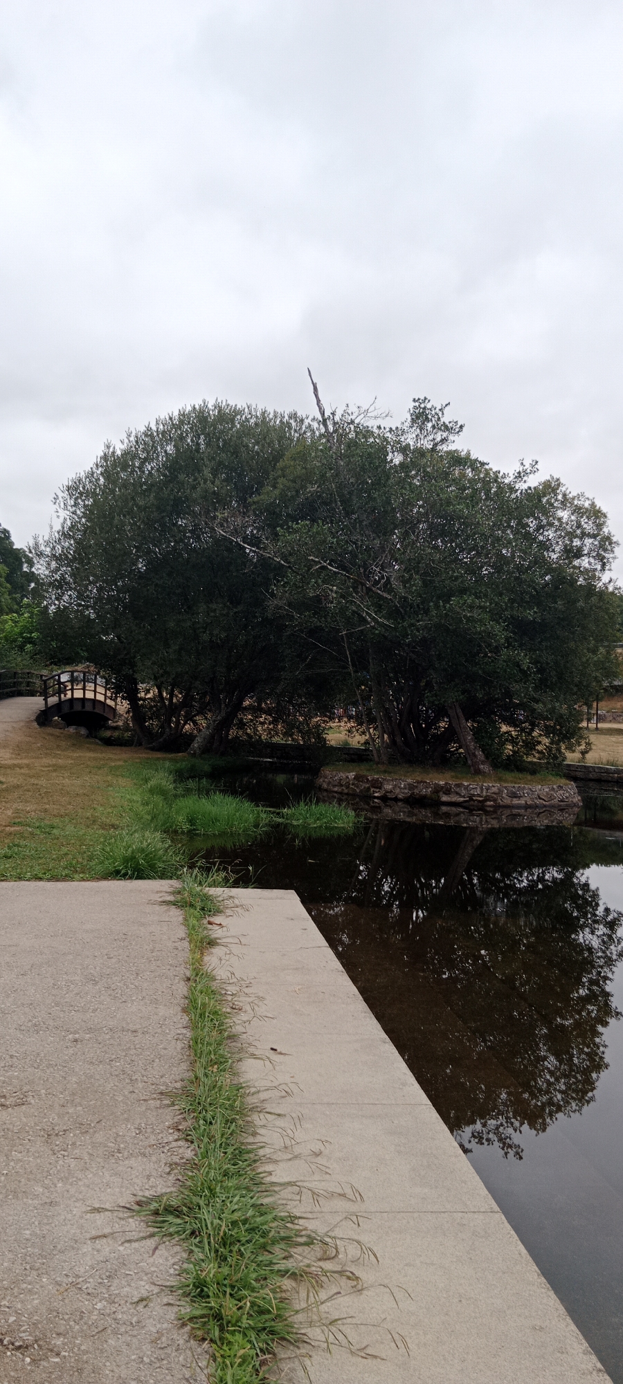 The image shows a concrete walkway leading to a body of water with a reflection of trees. On the left, a wooden bridge arches over a path. Dense trees with dark green foliage dominate the background, with a single dead tree branch extending upwards. The sky is overcast and gray. The scene appears to be a park or natural area.